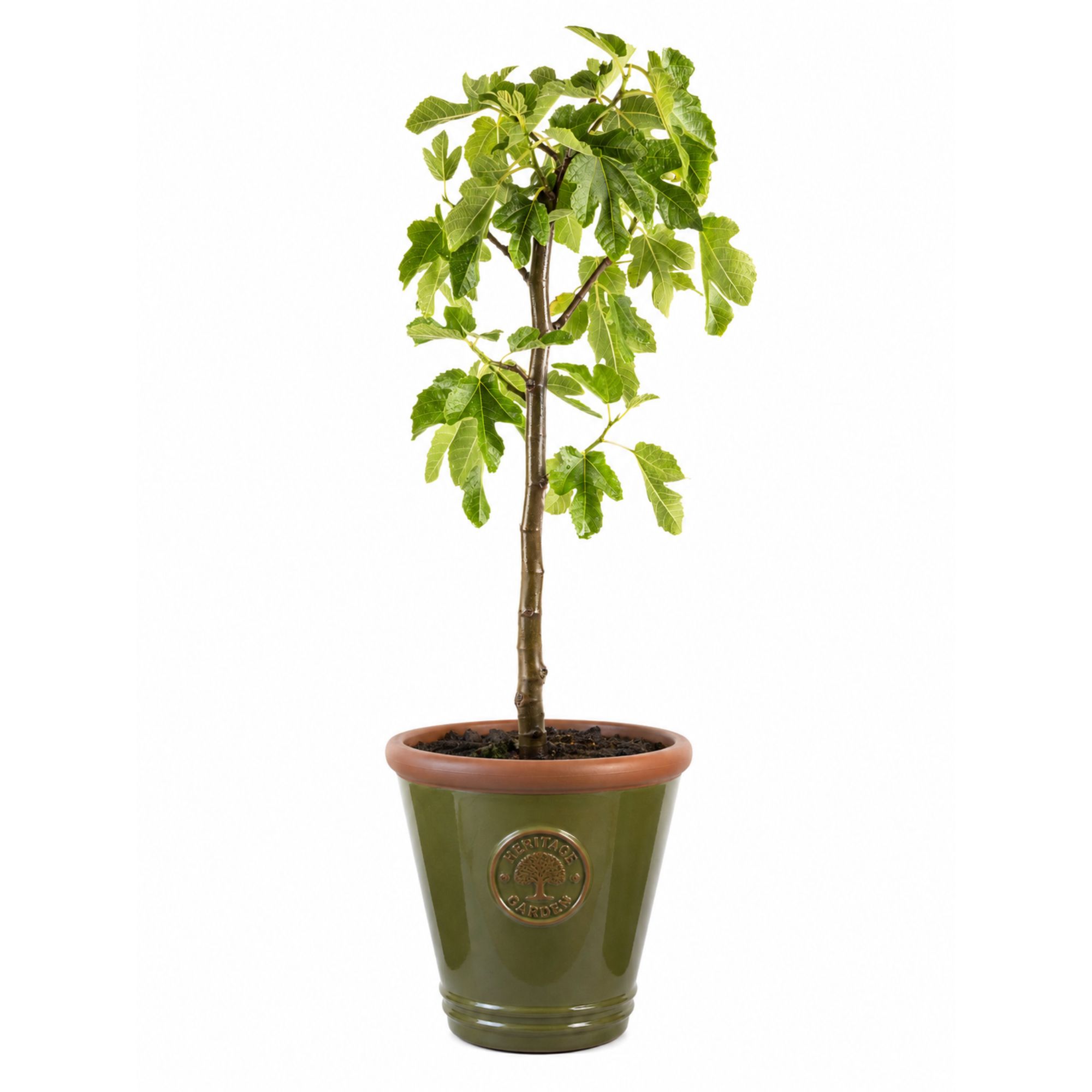 Terrakotta Pflanztopf - glasierter Blumentopf - Olive Green
