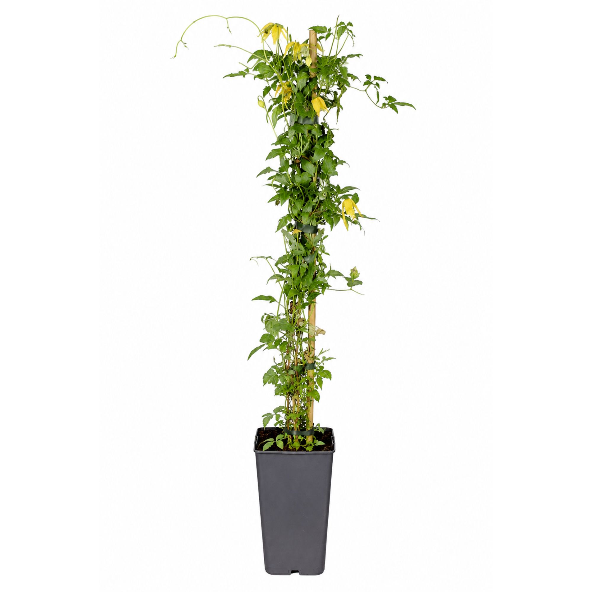 Gold-Waldrebe - Clematis tangutica