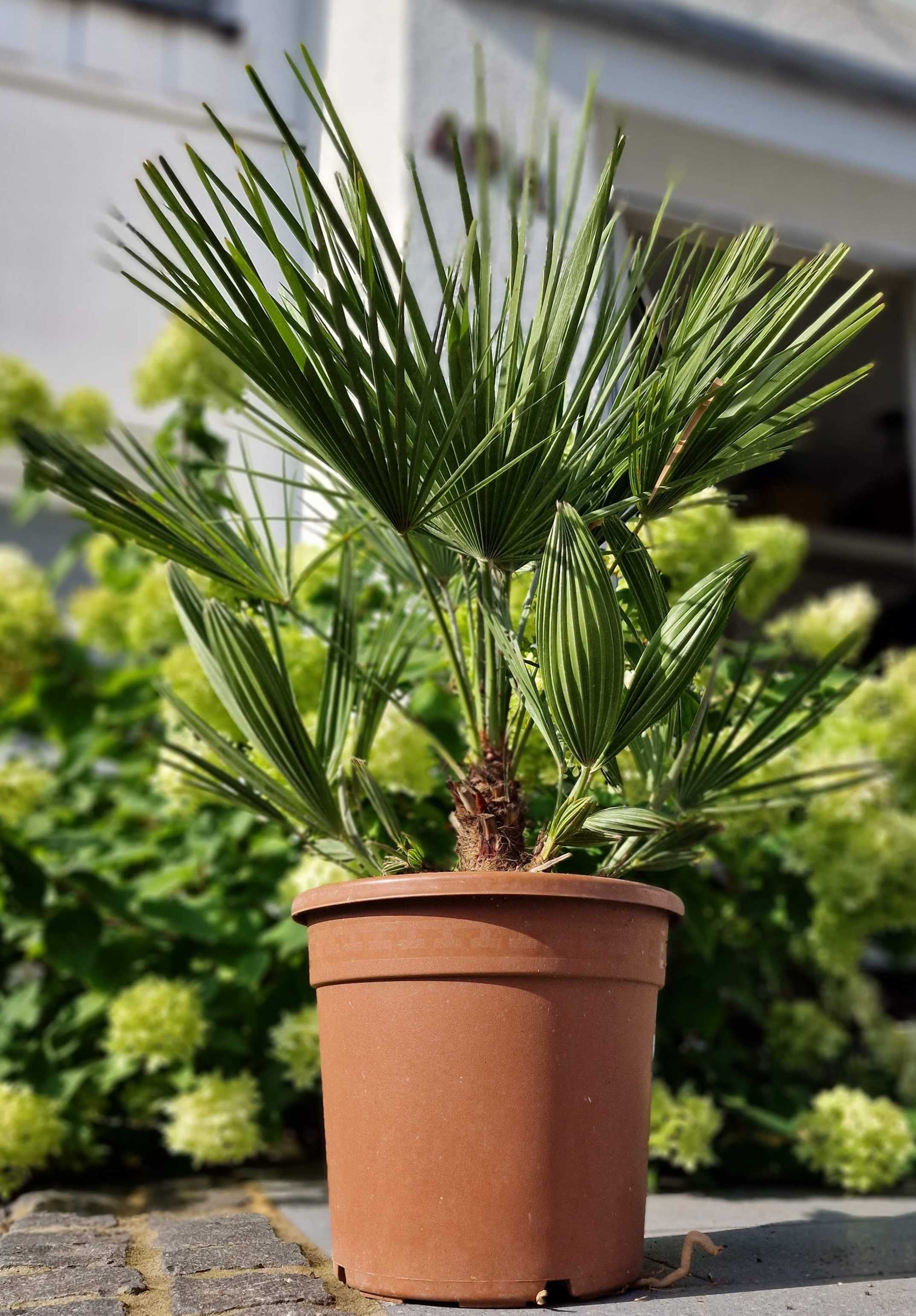 Mittelmeerpalme [Mezzo] - Zwergpalme -  Chamaerops Humilis