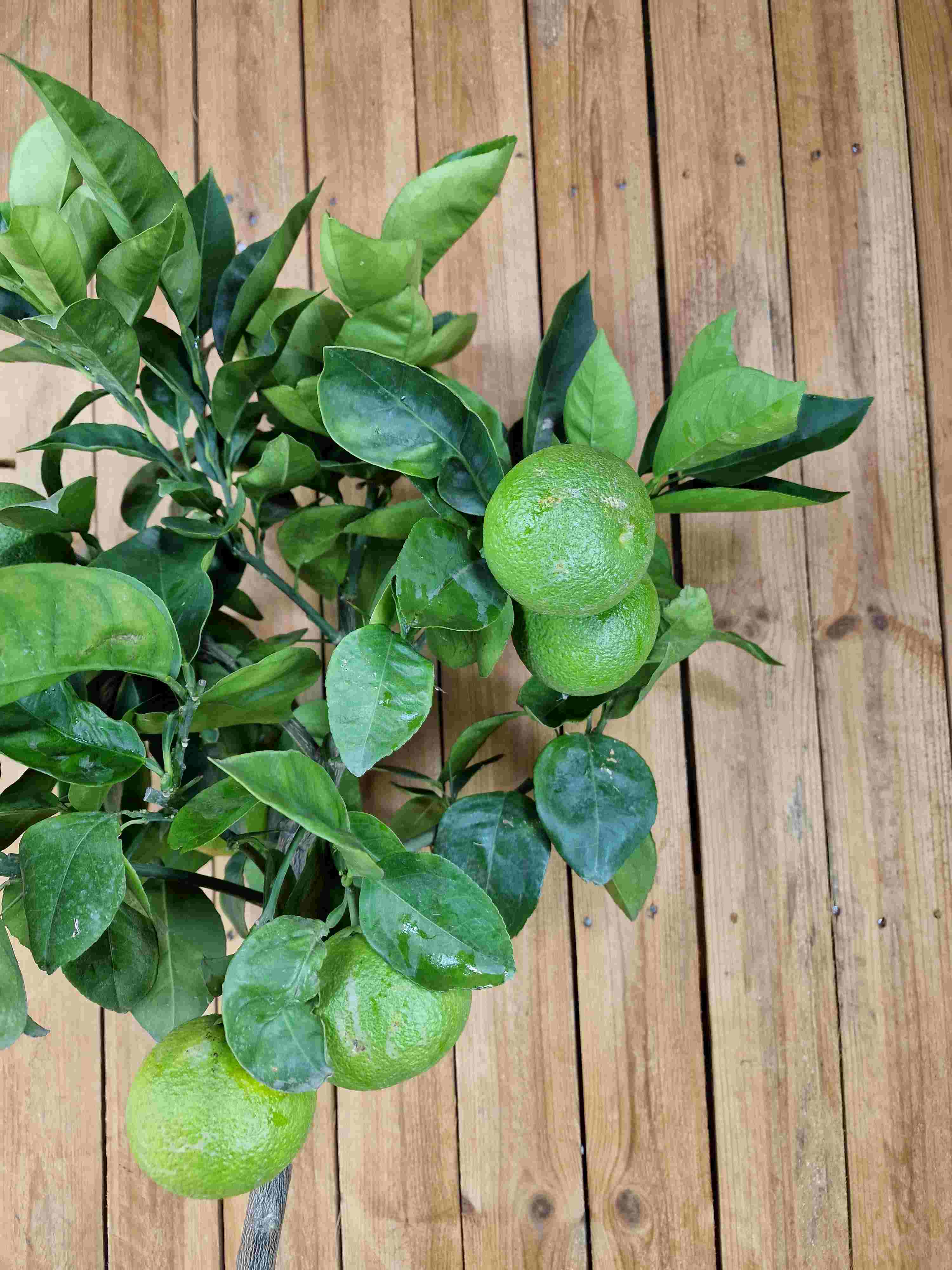 Blutorangenbaum Moro [GRANDE] - Citrus Sinensis 'Moro'