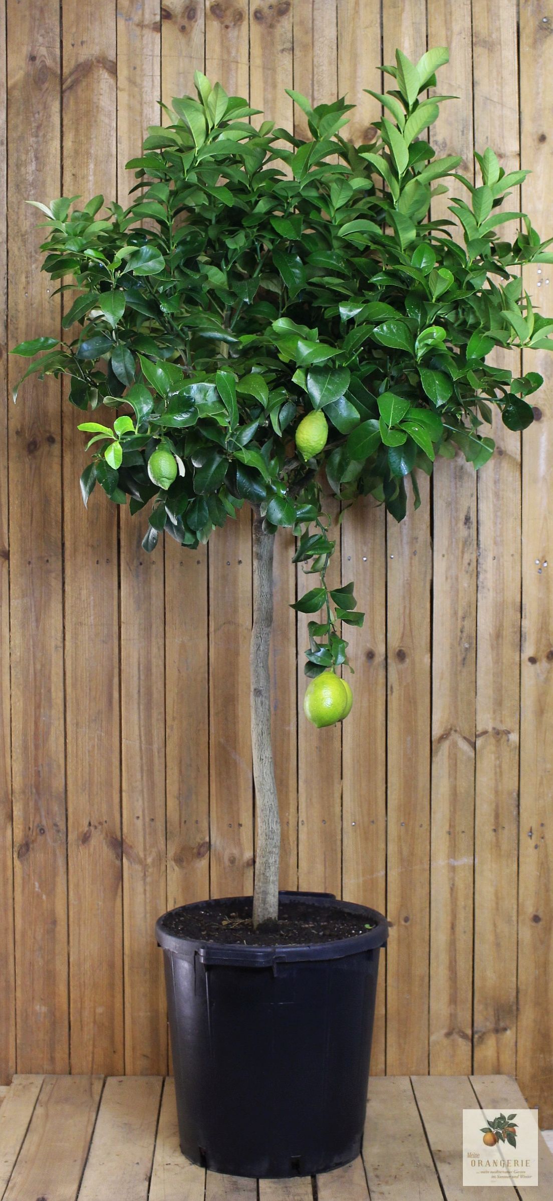 Zitronenbaum  [Molto Grande] - Citrus limon - echte Zitrone
