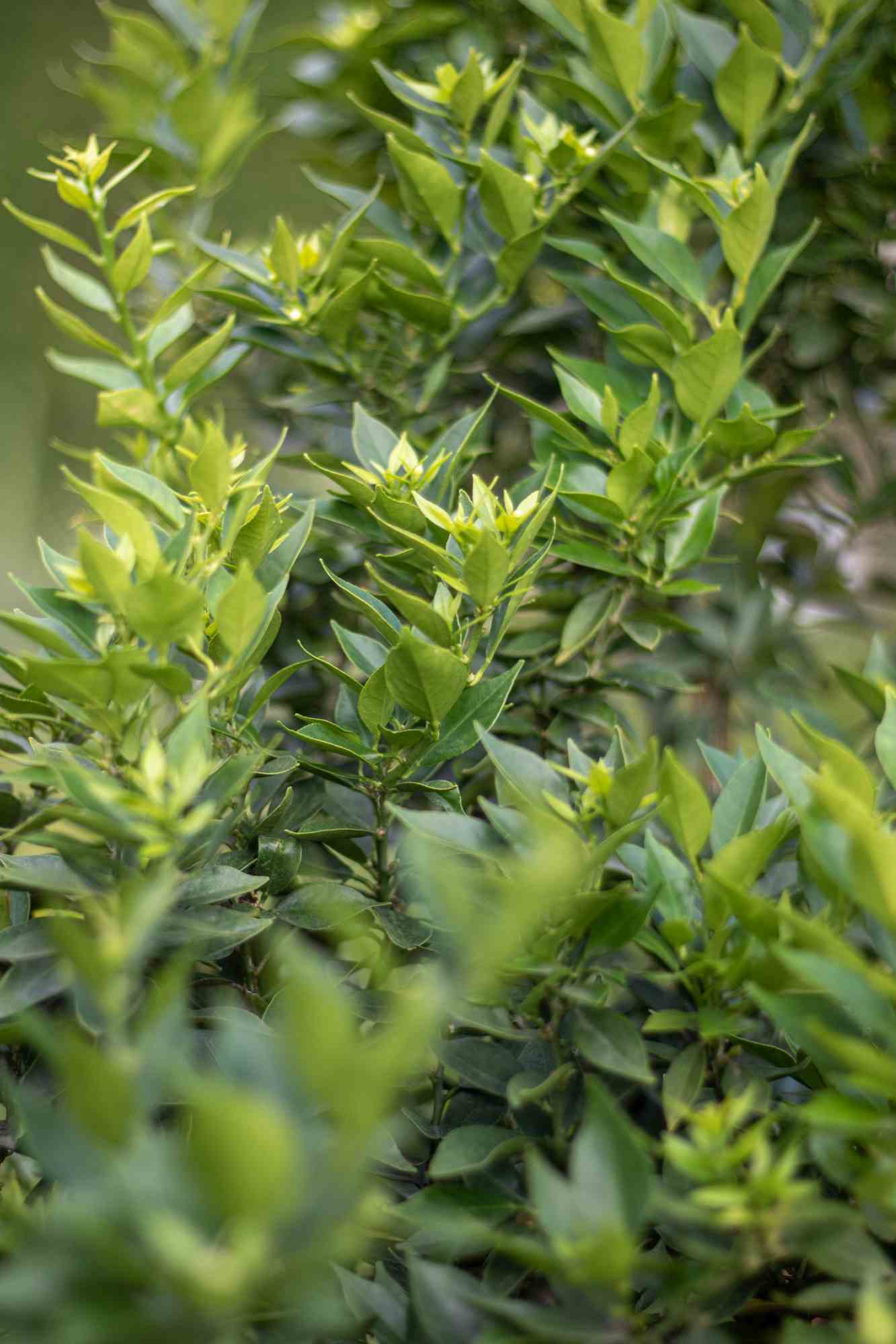 Chinotto [Grande] - Citrus aurantium var. myrtifolia - Myrtenblättrige Zwergpomeranze