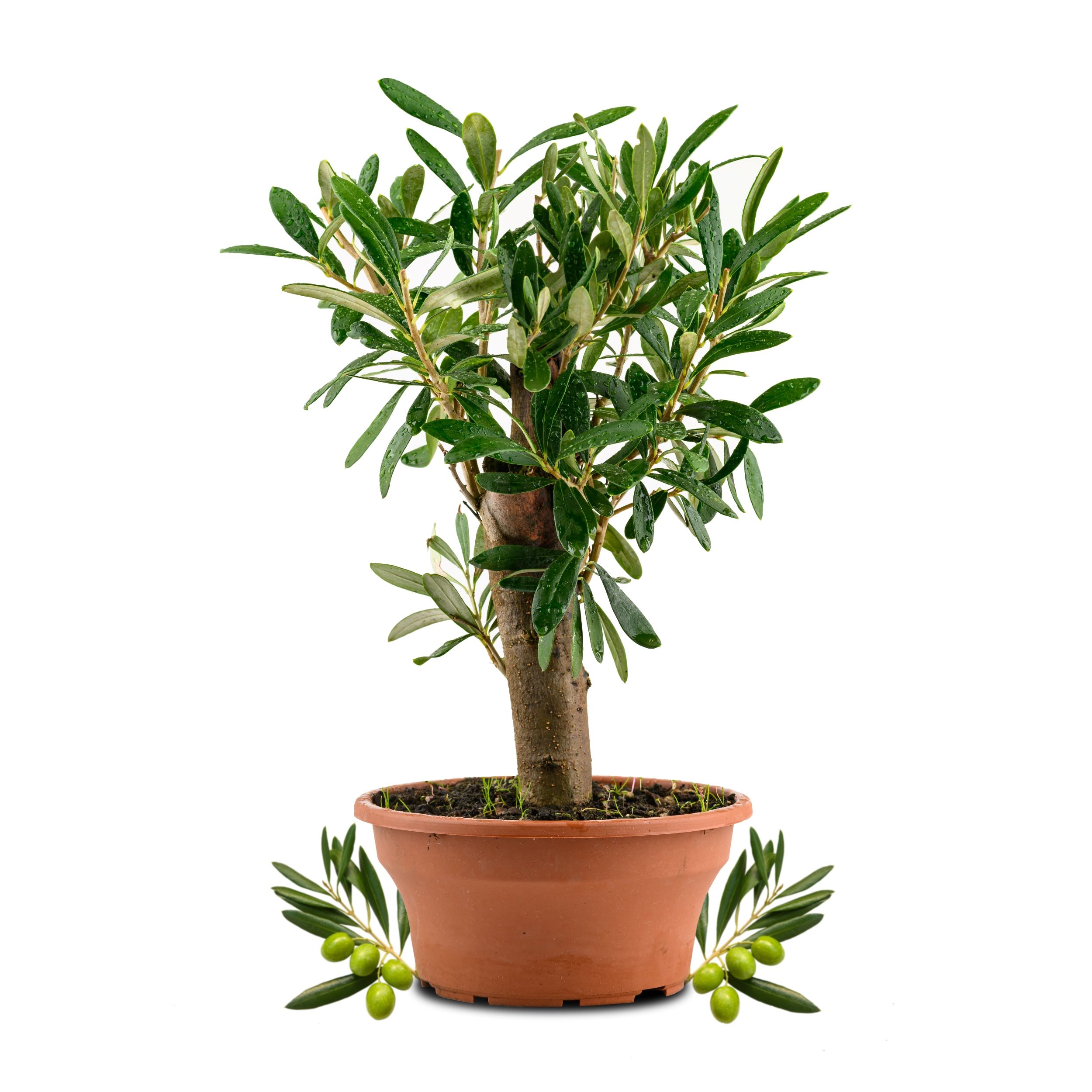 Olivenbaum Bonsai [Piccolino] - Olea europaea - echte Olive