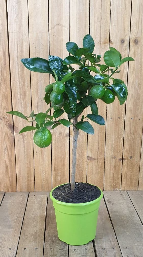 Tahiti Limette - Persische Limette - Citrus Latifolia