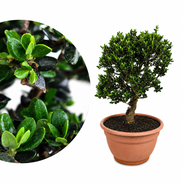 Oleastro Bonsai - wilde Olive - Urform der heutigen Olive - Olea Oleaster