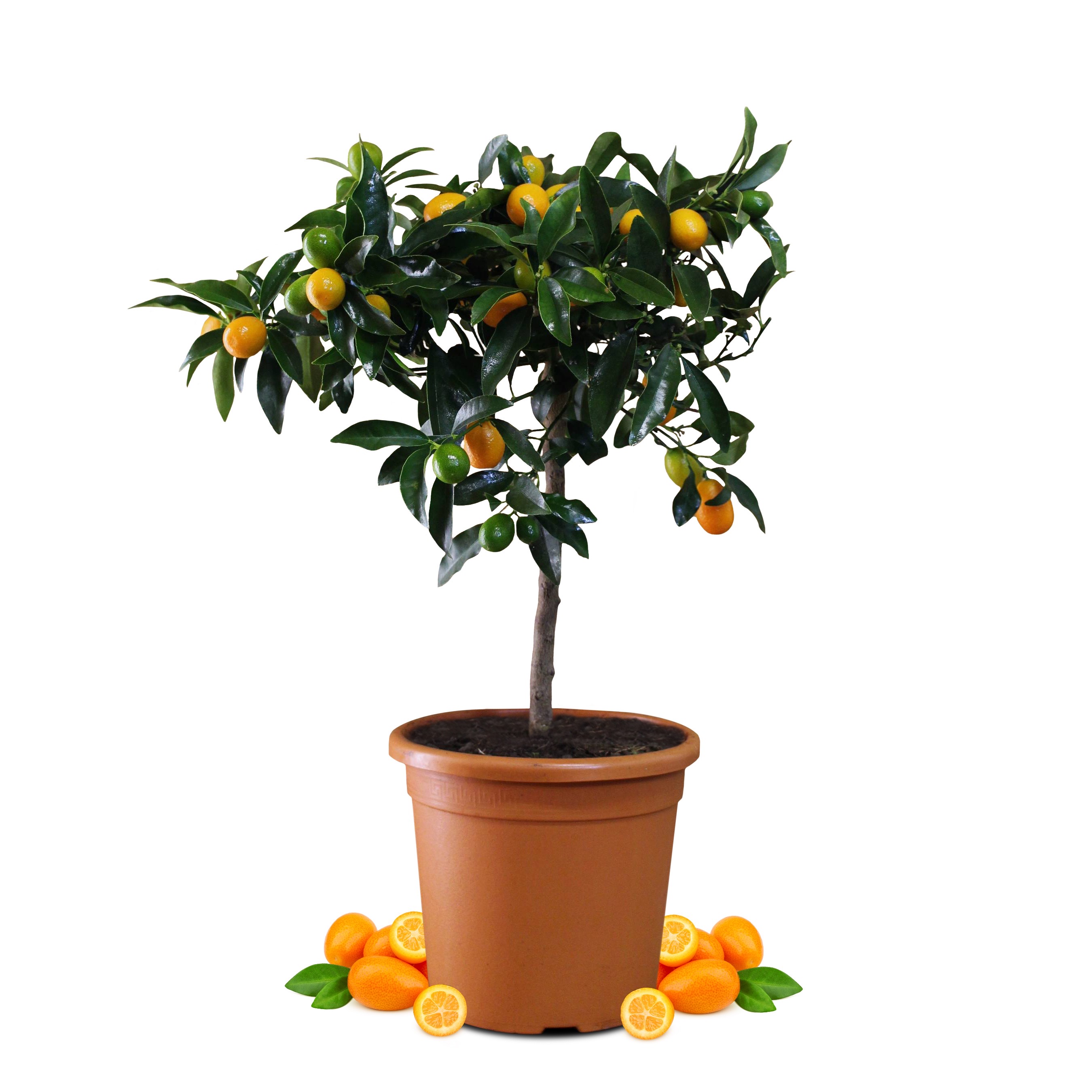 Kumquat - Citrus japonica - Fortunella margarita