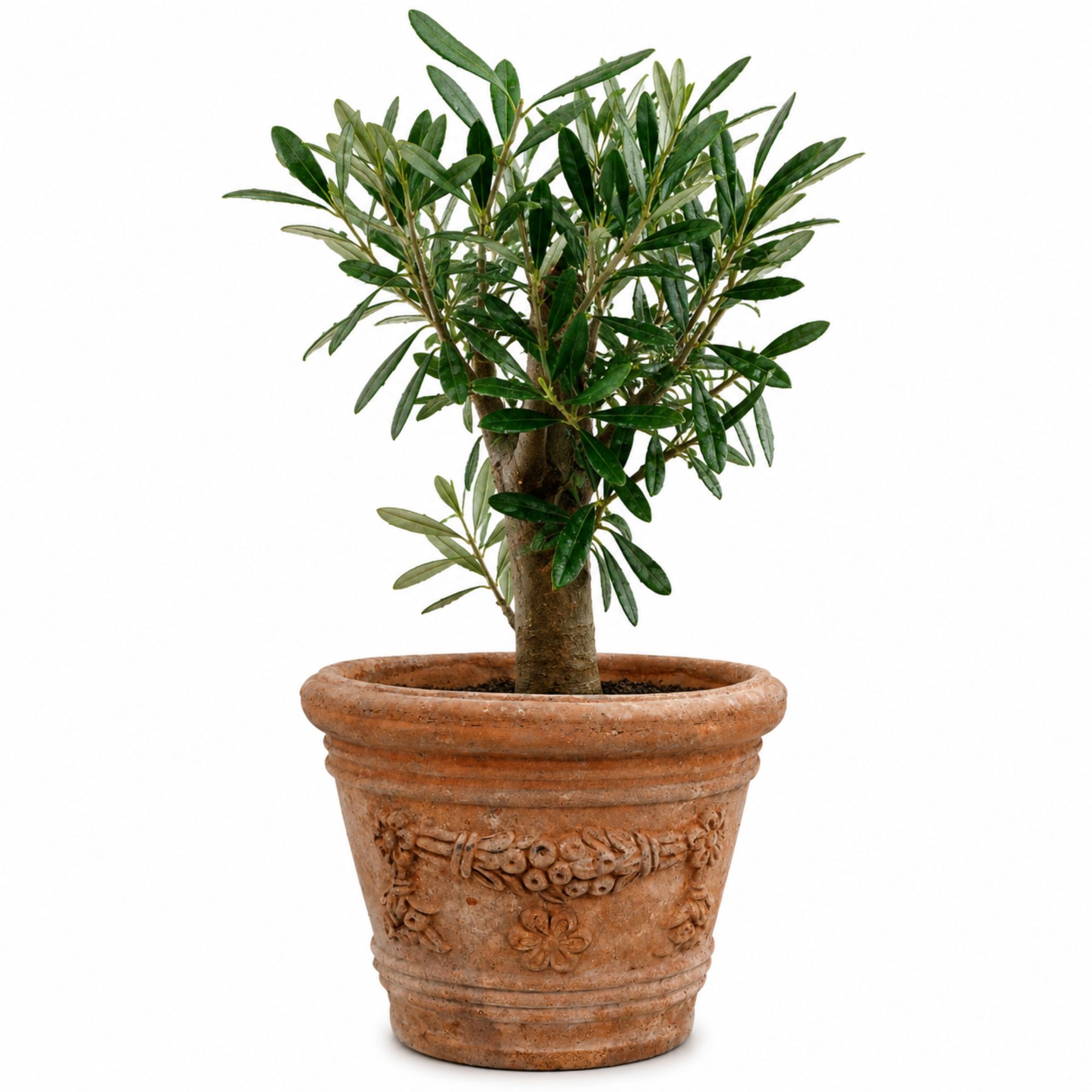 Olivenbaum Bonsai [Piccolino] in Terracotta-Topf "Etrusco Classico"