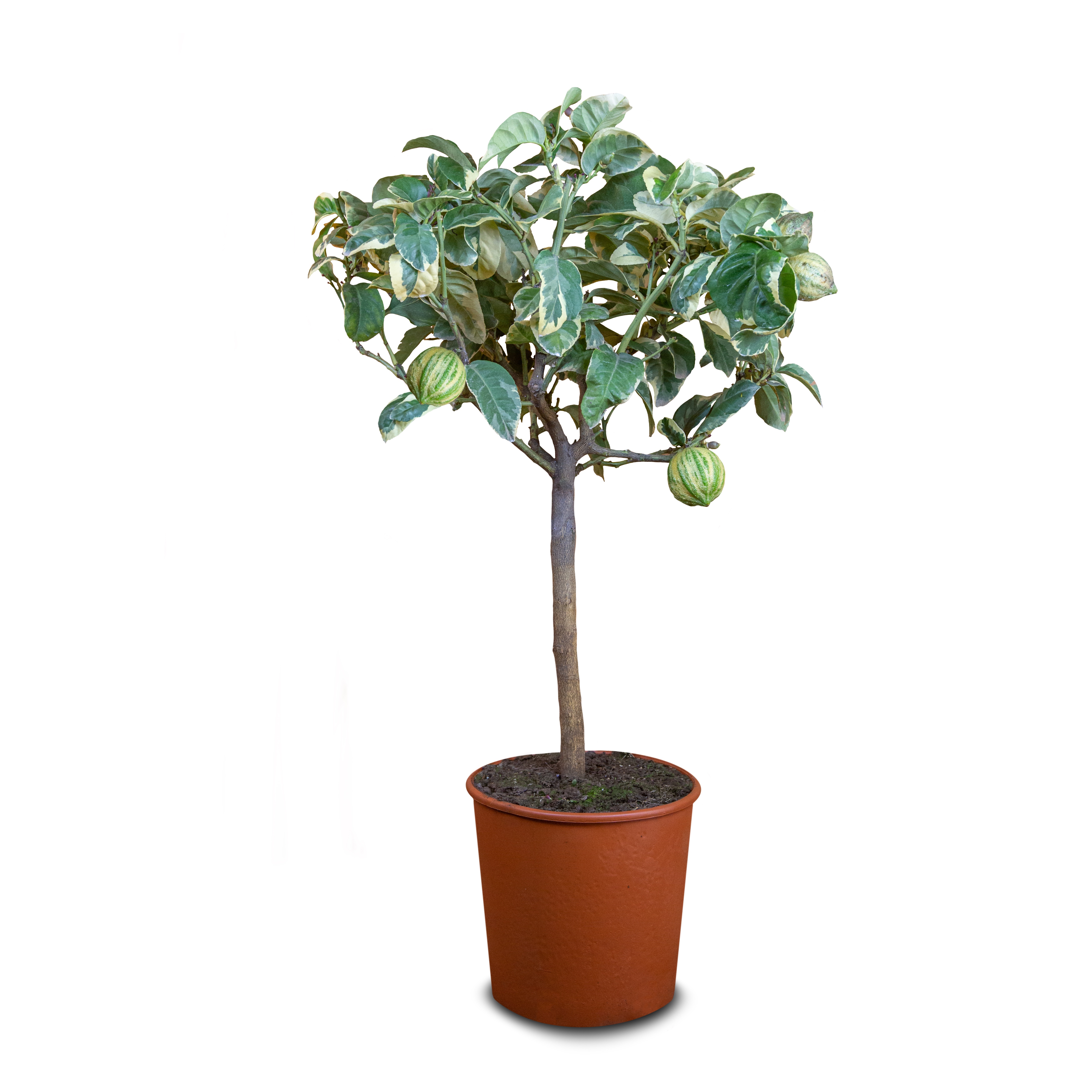 Zitronenbaum "Panaché" - Buntlaubige Zitrone 