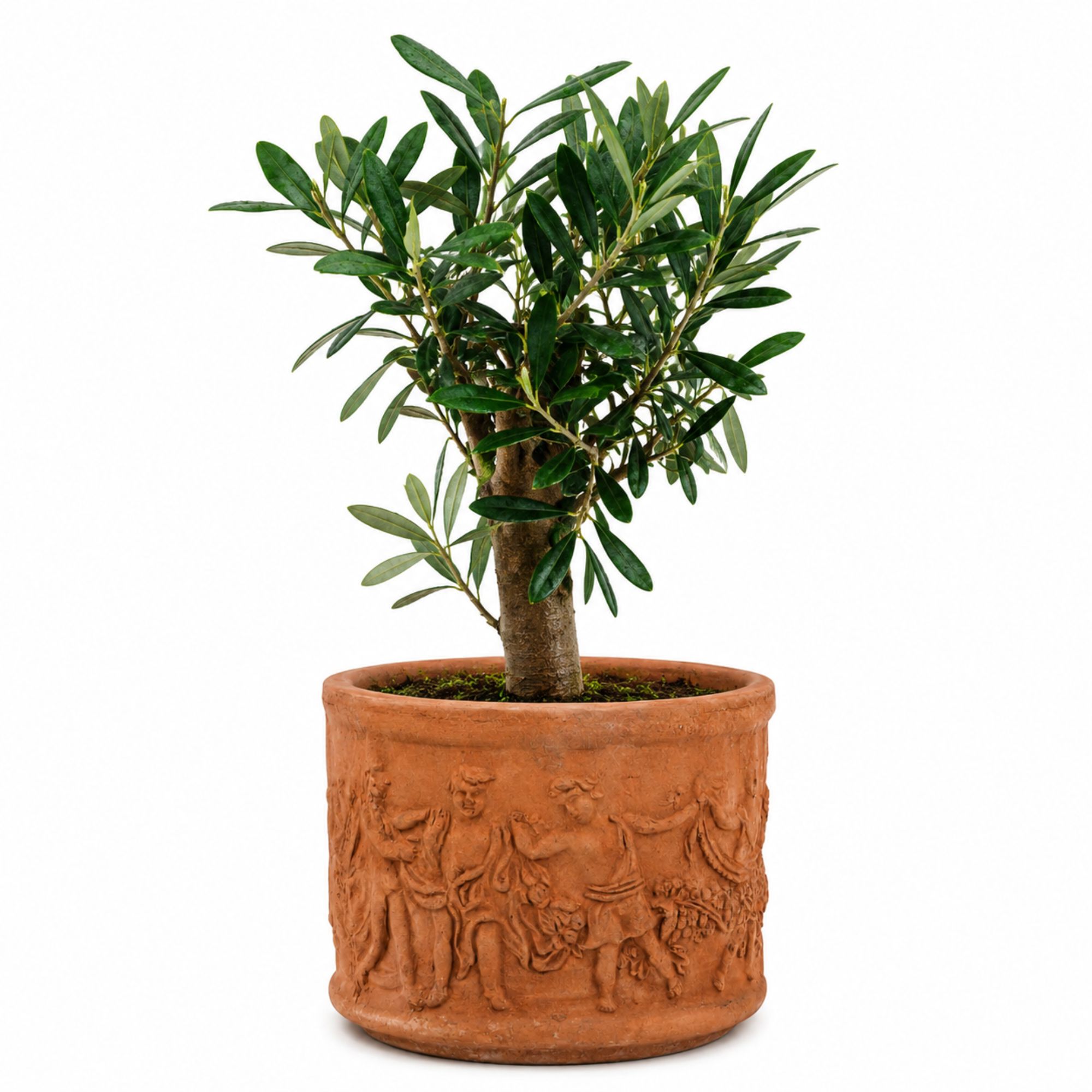 Olivenbaum Bonsai [Piccolino] in Terracotta-Topf