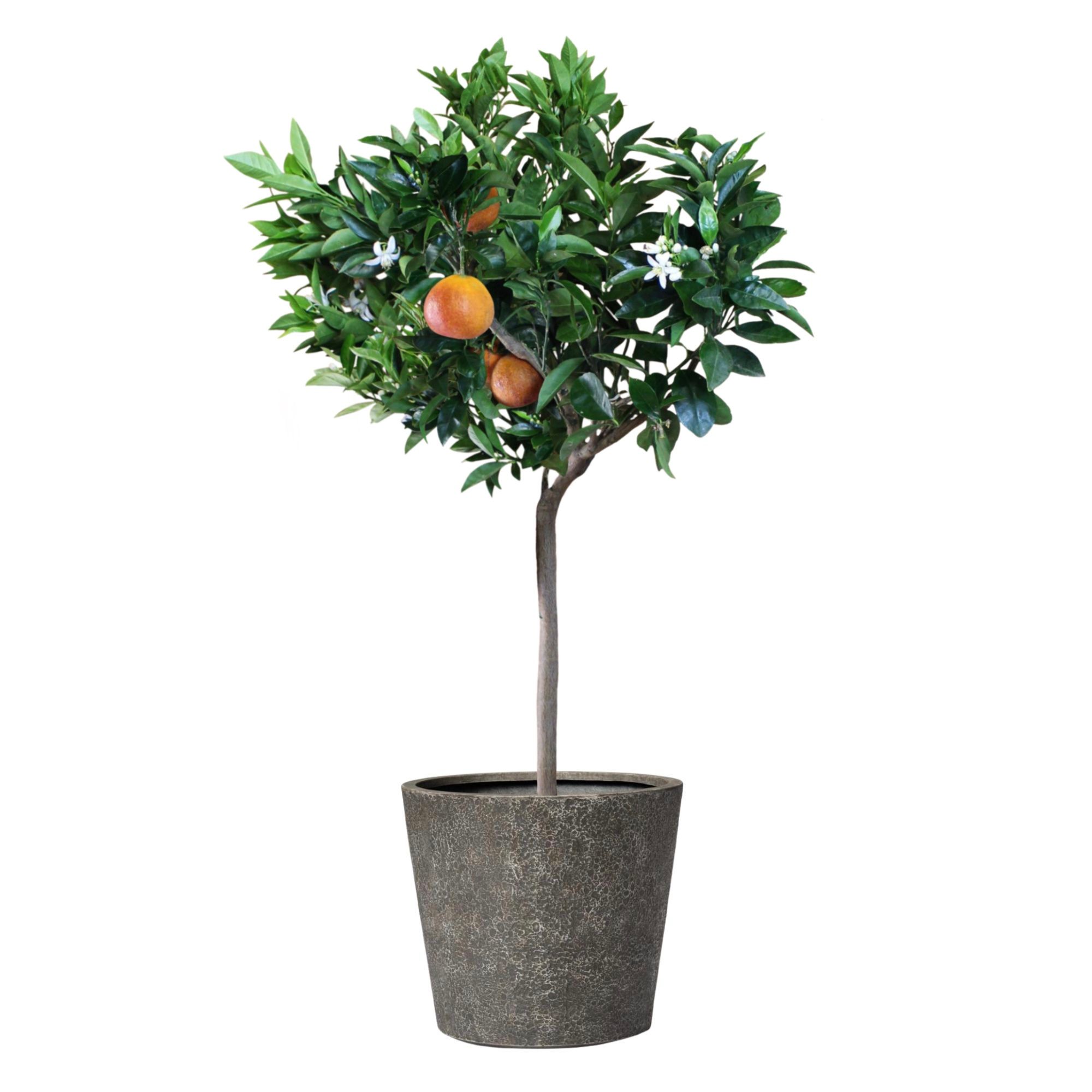 Pflanztopf Caldera Vulcano Scuro - rund - Edles Pflanzgefäß aus GFK - Leicht & Robust