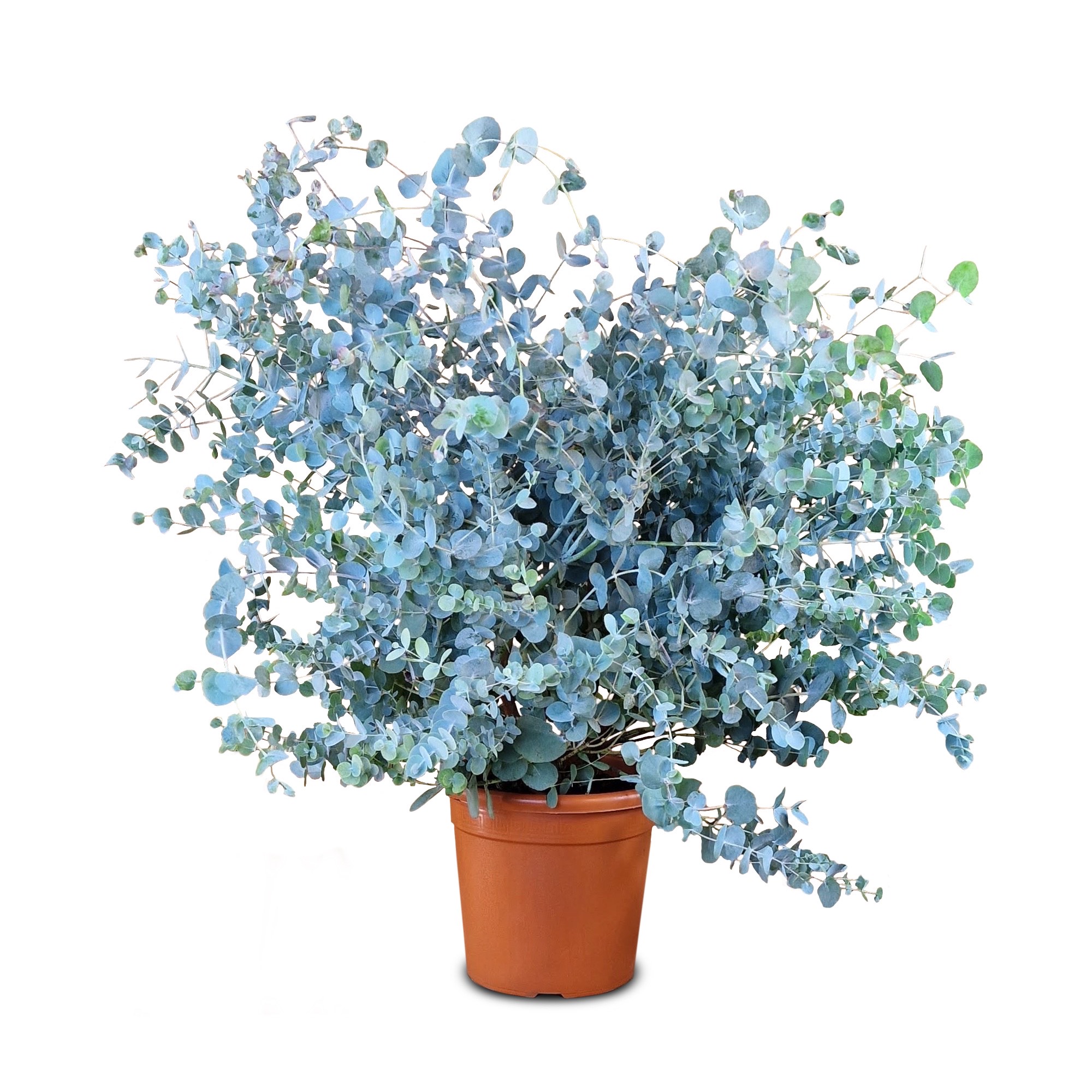 Eukalyptus [Mezzo] Busch 'Baby Blue' - Eucalyptus gunnii