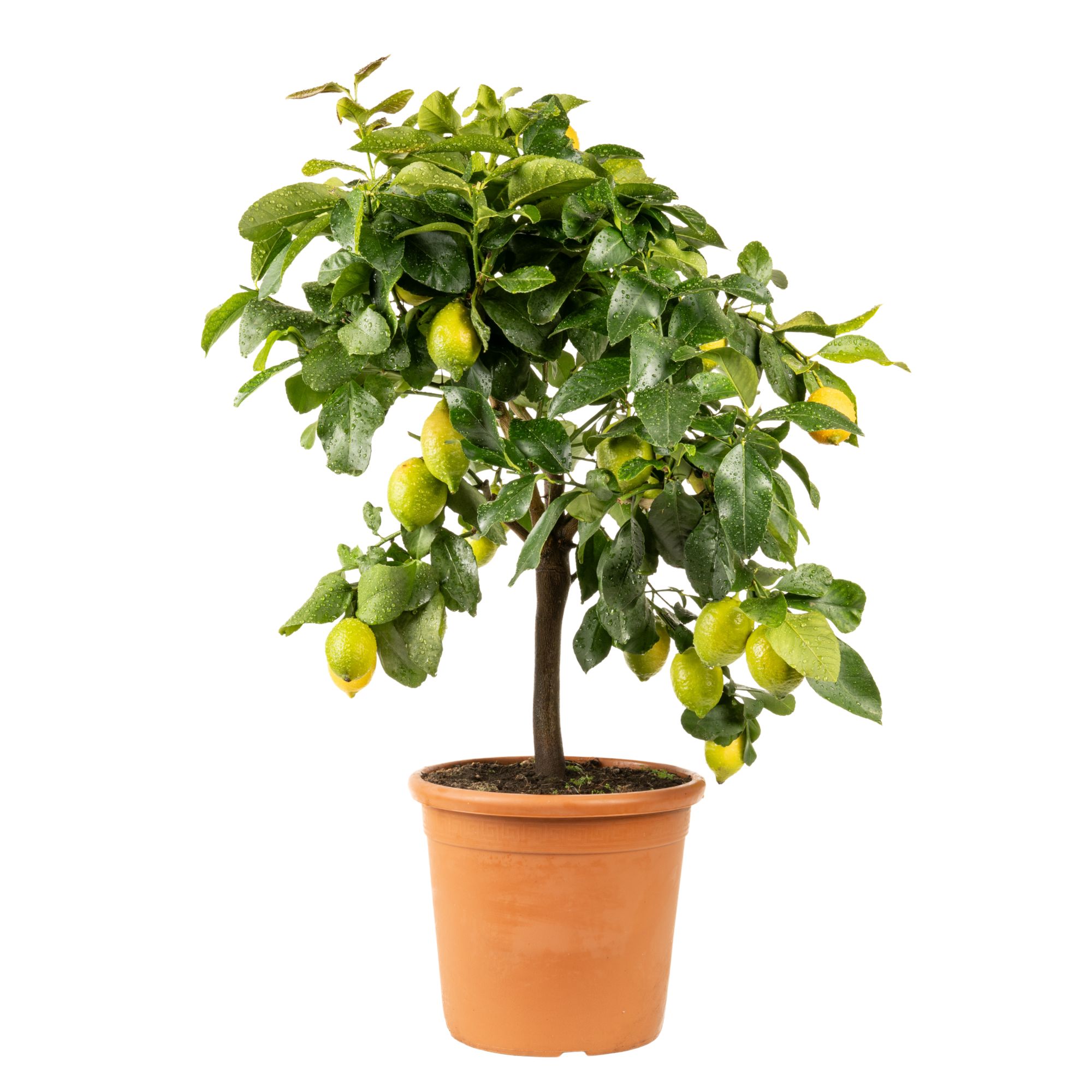 Zitronenbaum "Edition Orangerie"  [Grande Ø 28cm]