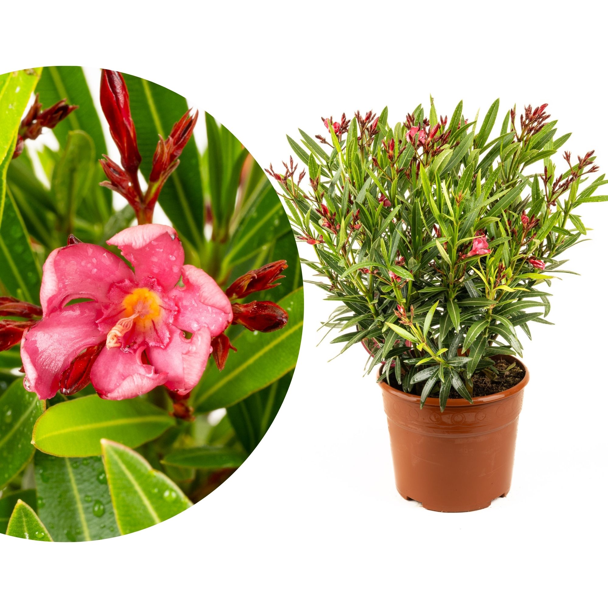 Roter Oleander - Nerium Evolution "Crimson" - [Mezzo]