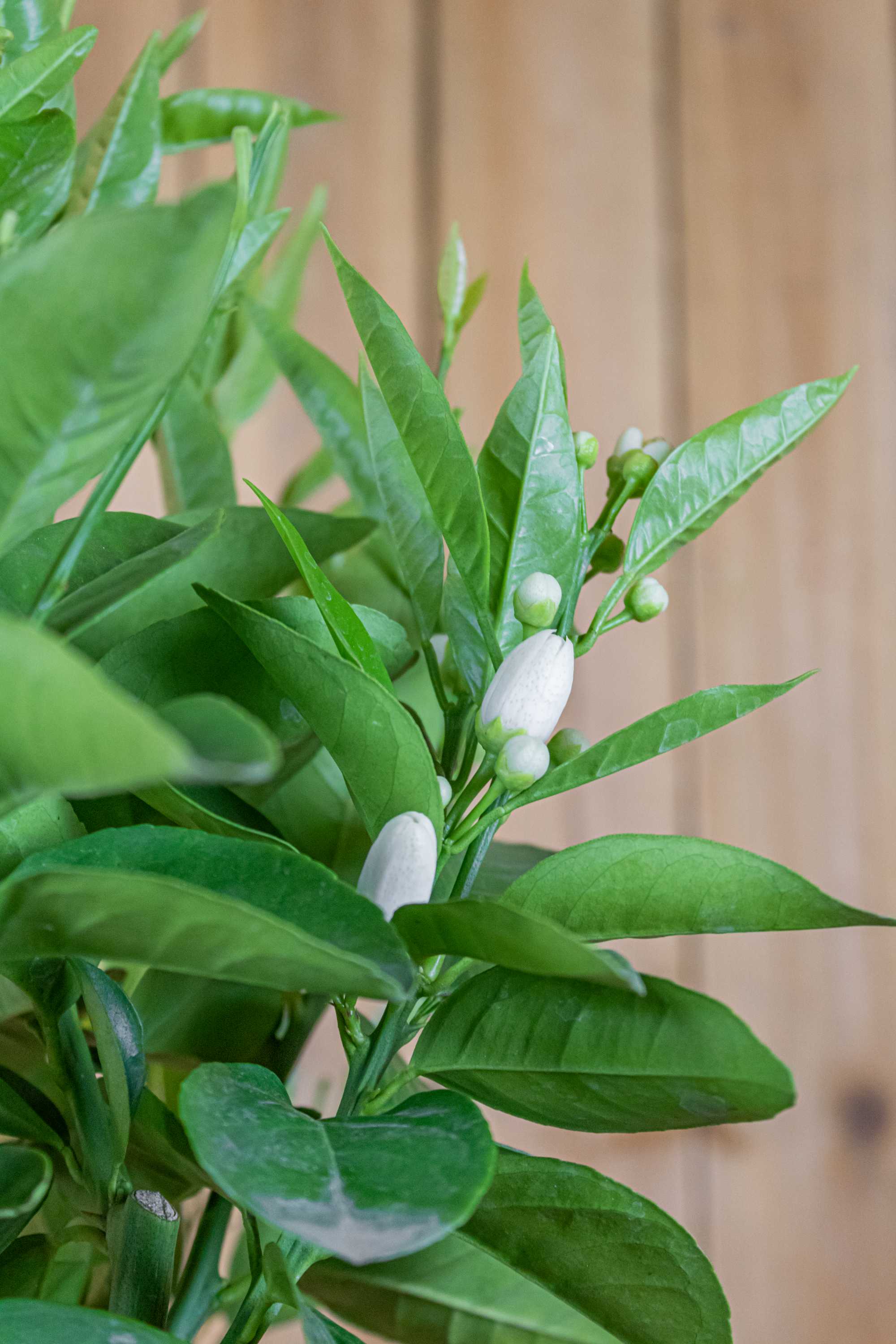 Blutorangenbaum Tarocco [MEZZO] - Citrus Sinensis 'Tarocco'