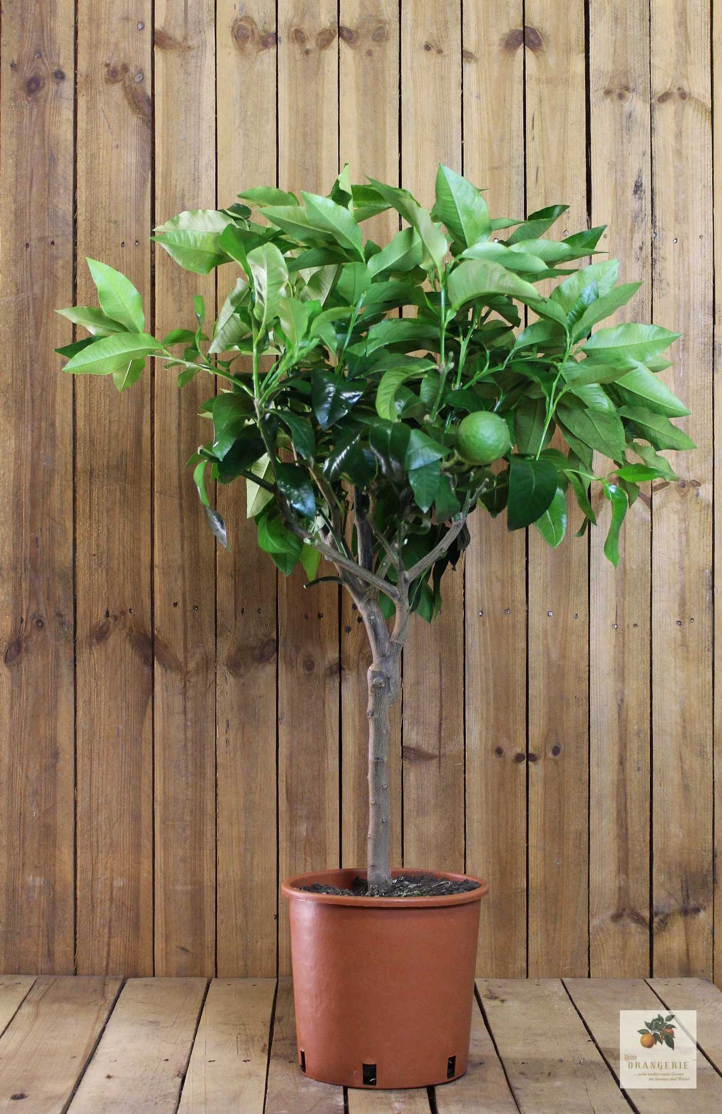 Bergamotte [Mezzo] - Citrus bergamia - Bergamotto 