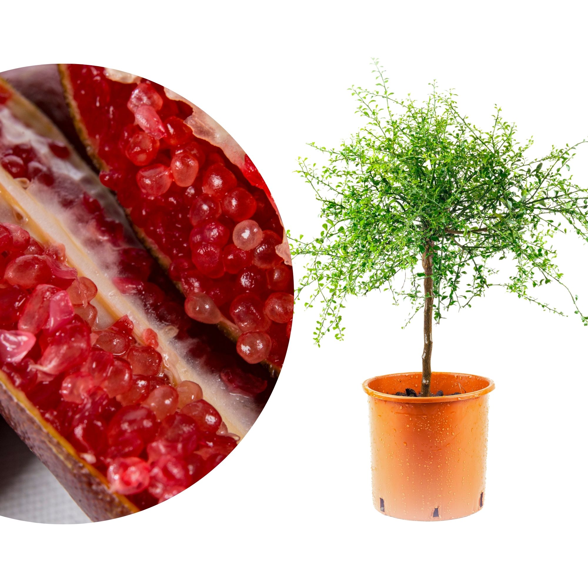 Rote Fingerlimette Little Ruby - Sondersorte - Kaviarlimette - Microcitrus australasica Rote Fingerlimette Little Ruby - Sondersorte - Kaviarlimette - Microcitrus australasica