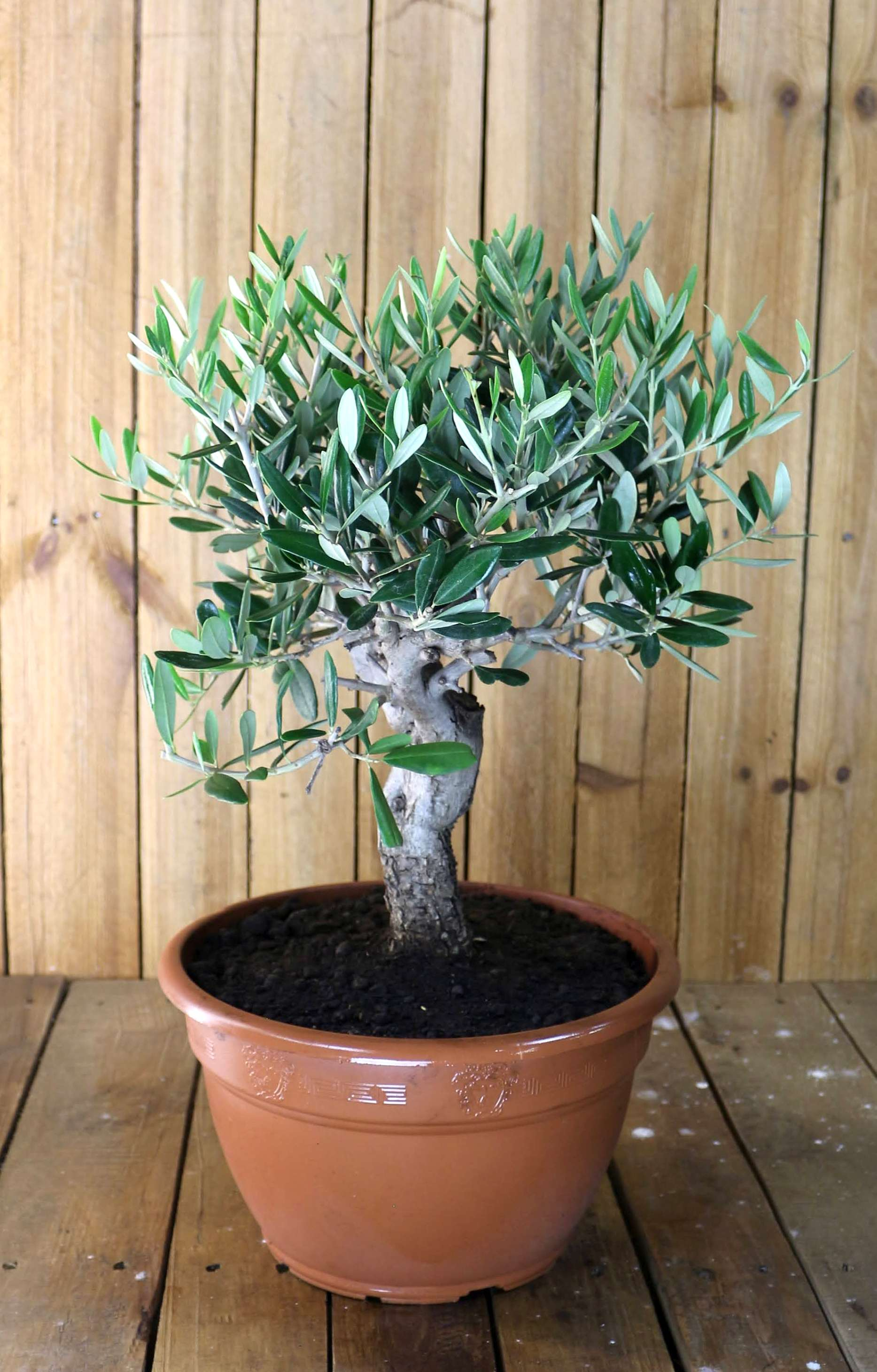 Olivenbaum "Bonsai Piccolo" - Olea europaea - echte Olive 
