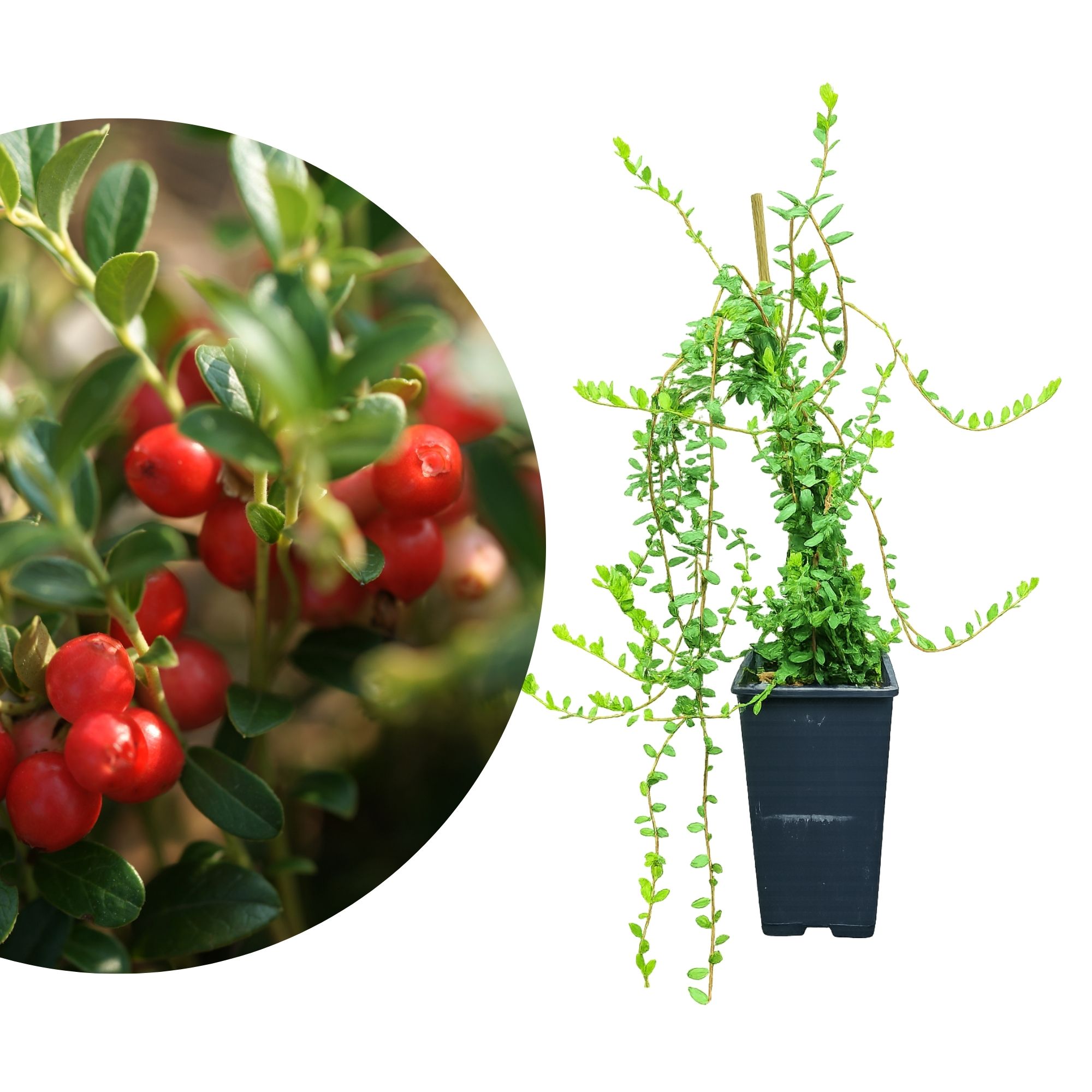 Cranberry 'Early Black' - Moosbeere Vaccinium macr. Early Black