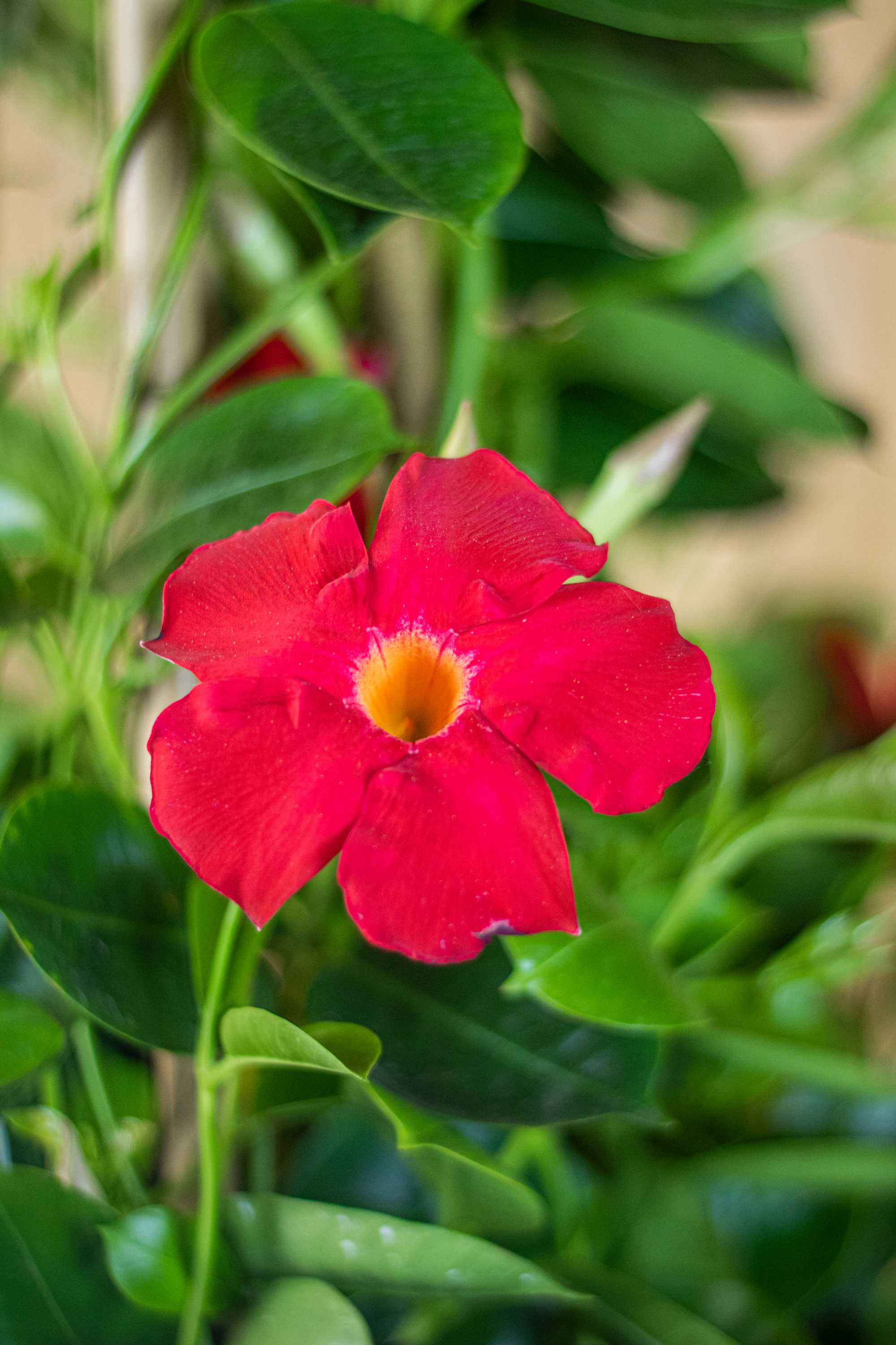 Rote Dipladenia [Mezzo] - Sundaville Pyramide - Mandevilla 