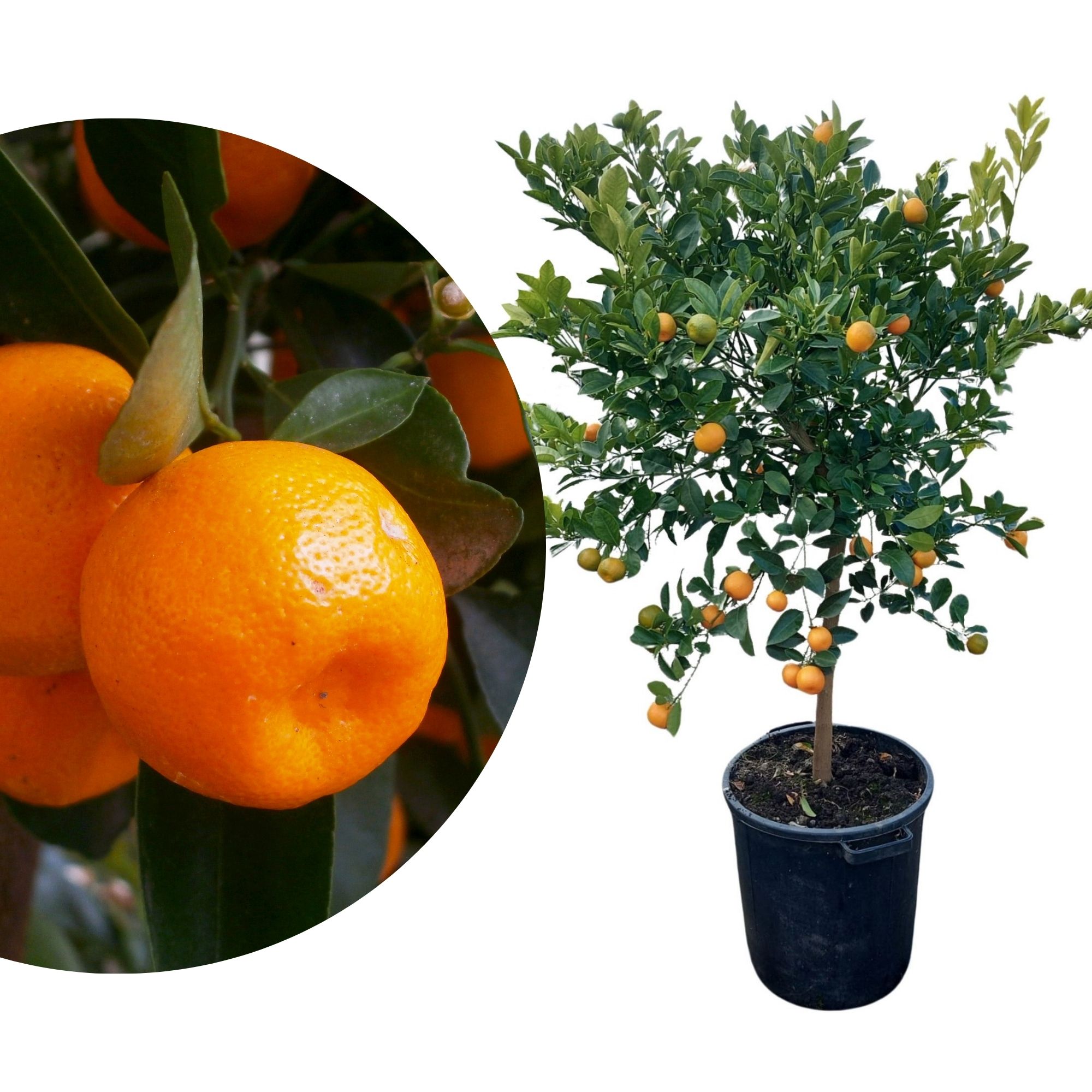Calamondin [Molto Grande] - Calamansi - Citrus Mitis