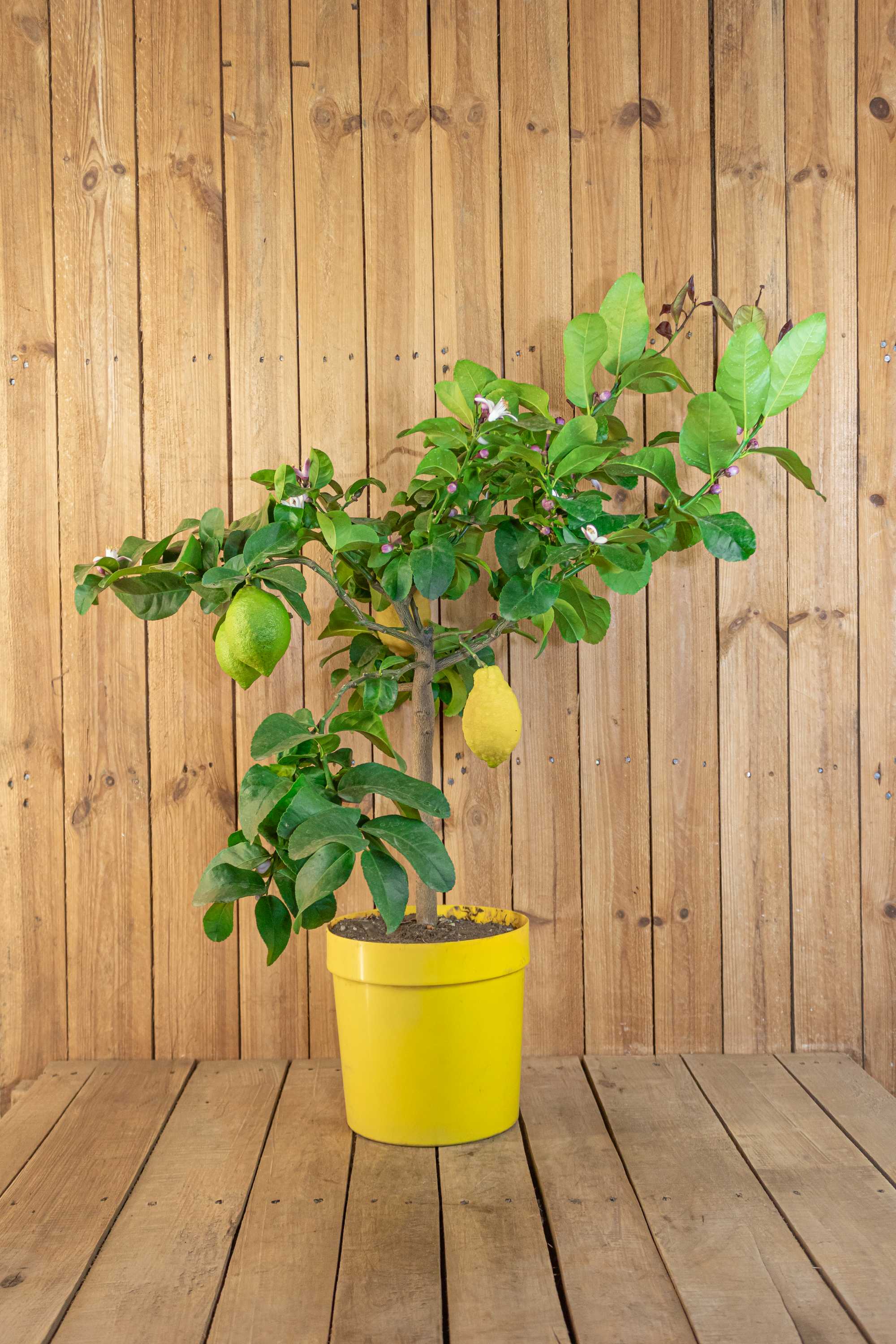 Carrubaro Zitrone - Citrus Limon 'Feminello Carrubaro' - Sizilianische Zitrone