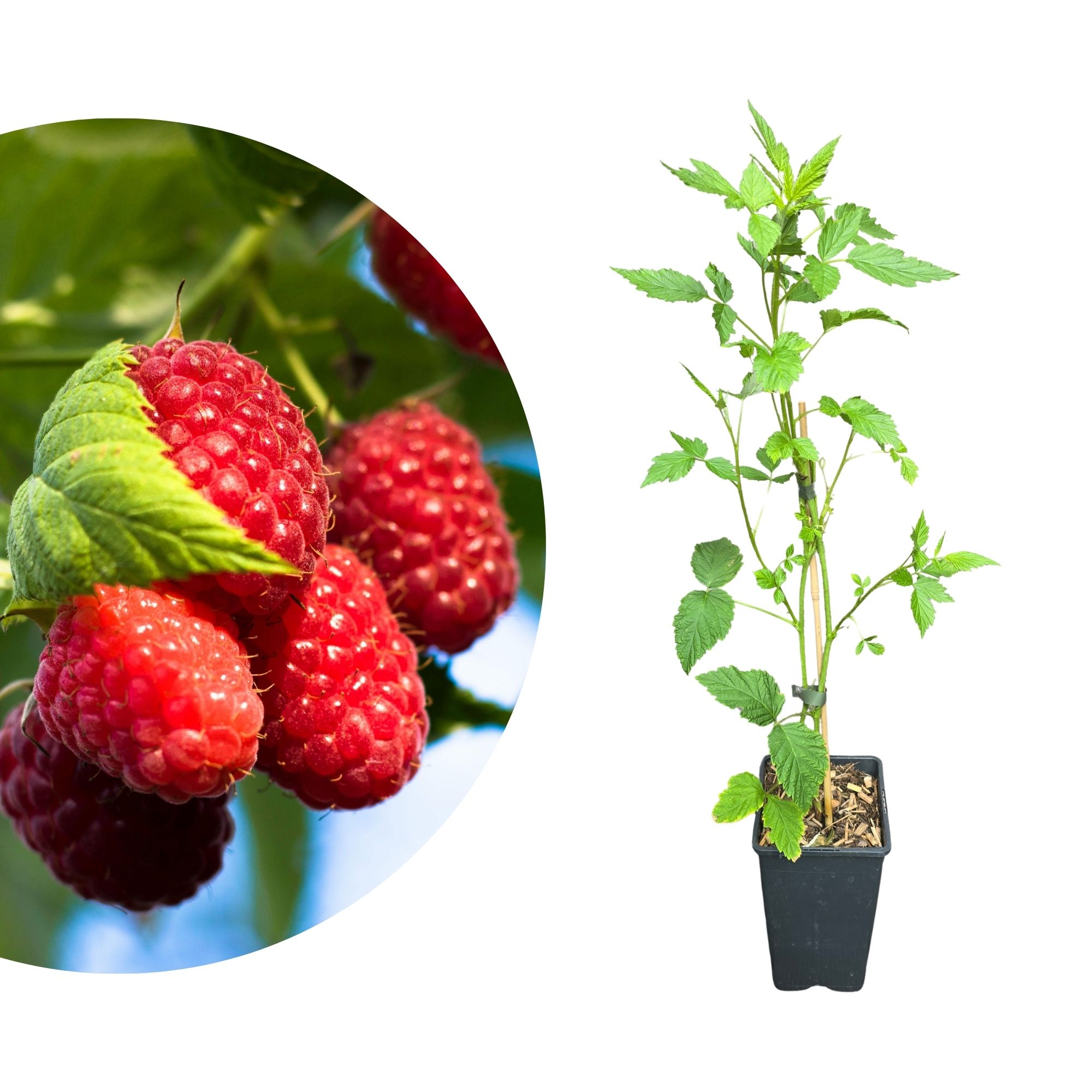 Sommerhimbeere 'Malling Promise' -  Rubus idaeus Malling Promise