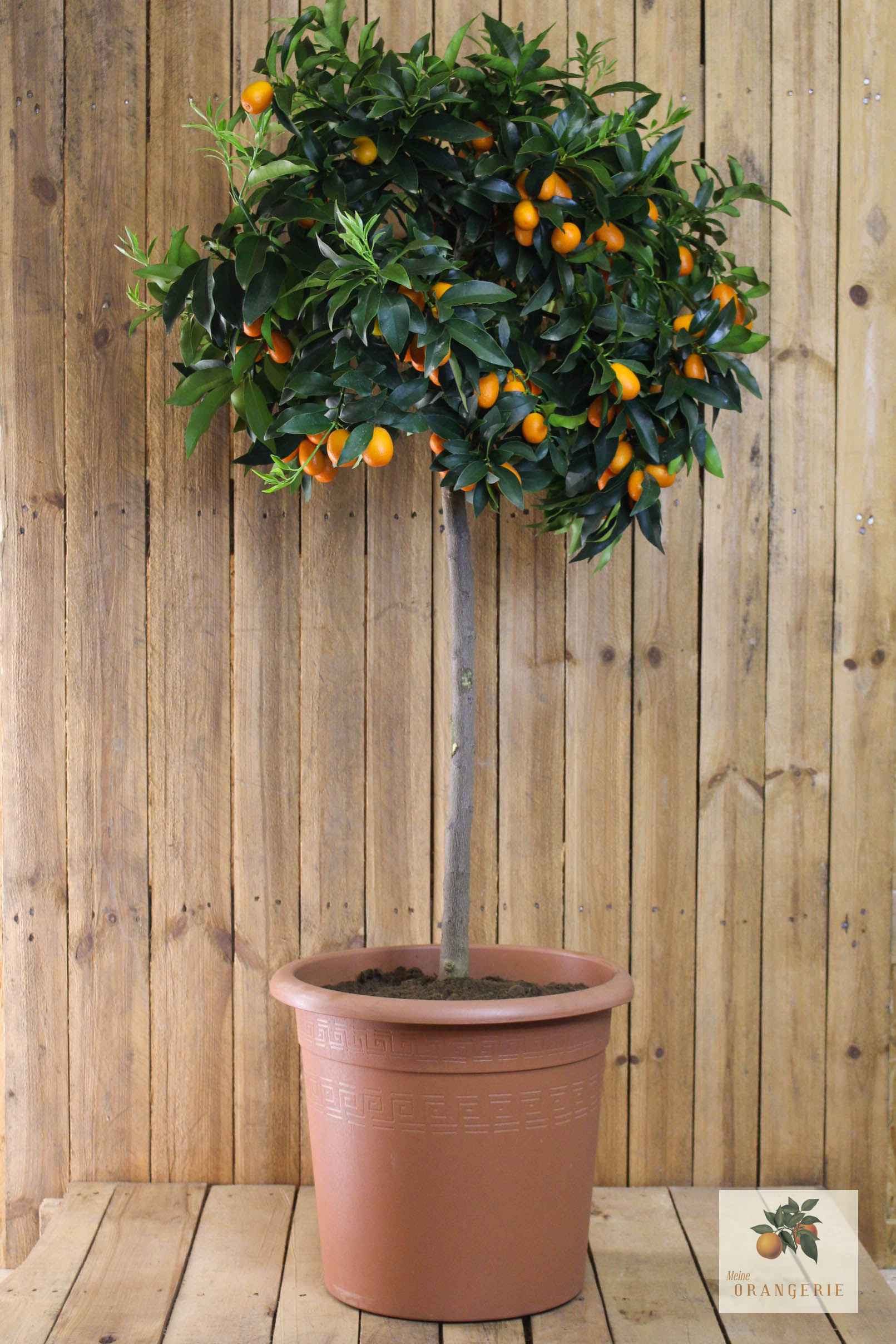 Kumquat [Molto Grande] - Citrus japonica - Fortunella