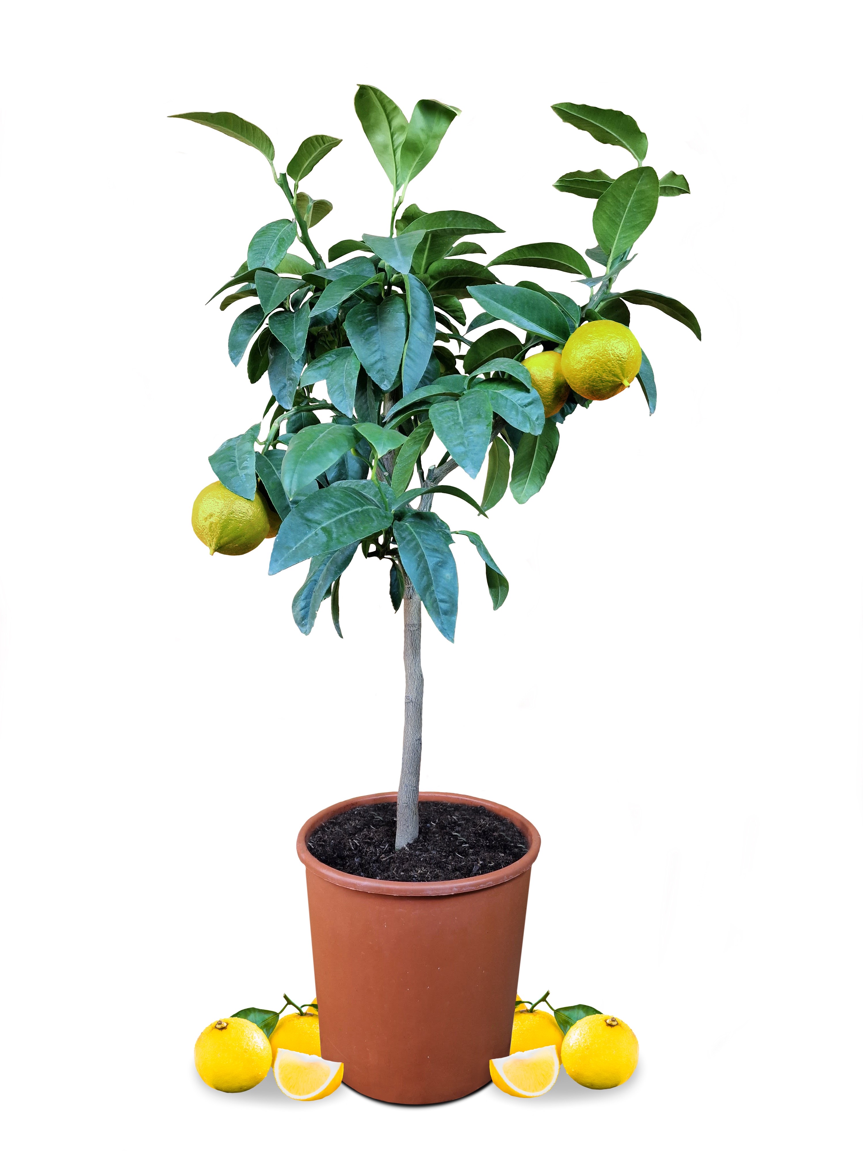 Bergamotte [Mezzo] - Citrus bergamia - Bergamotto 