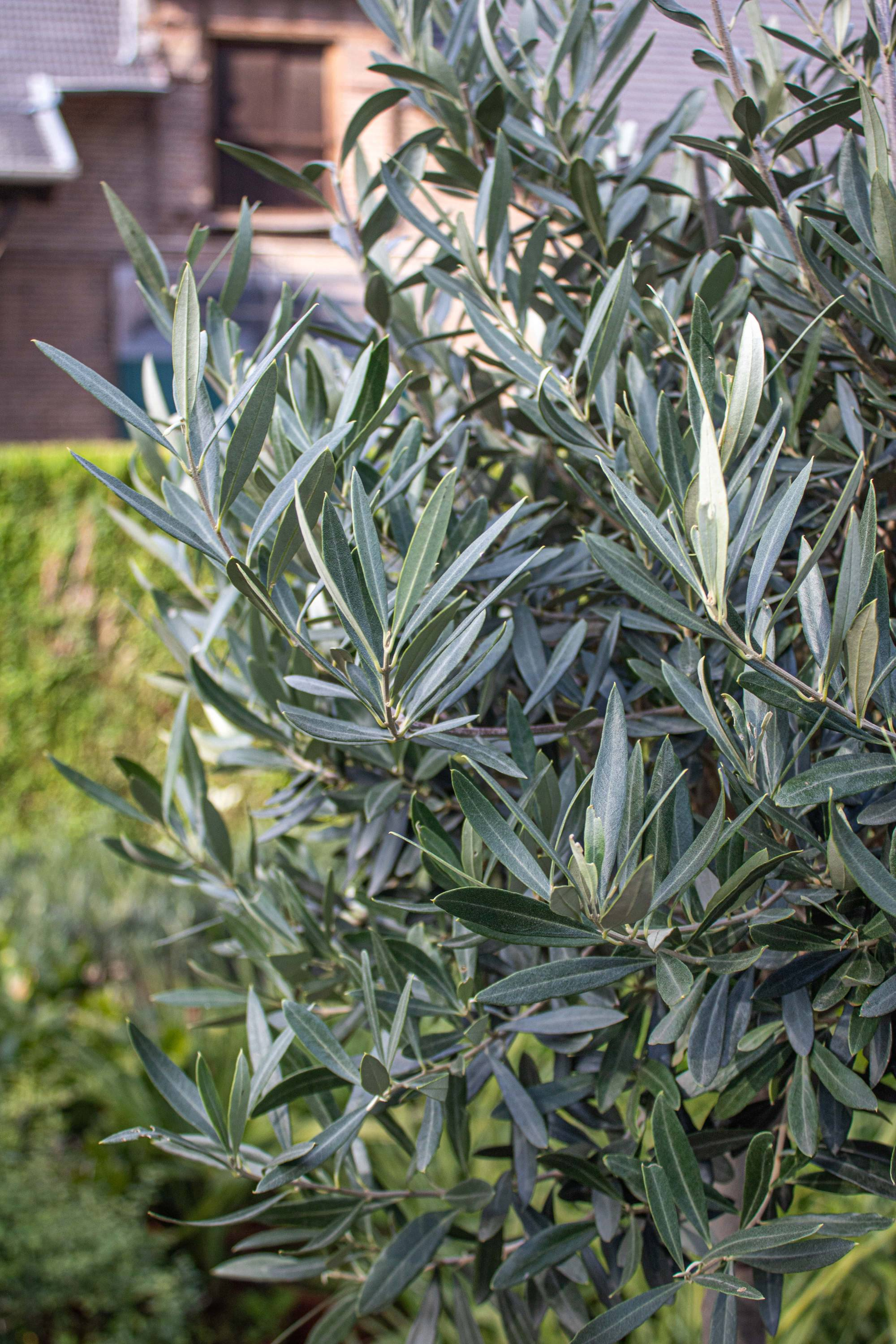 Olivenbaum [Molto Grande] - Olea europaea - echte Olive