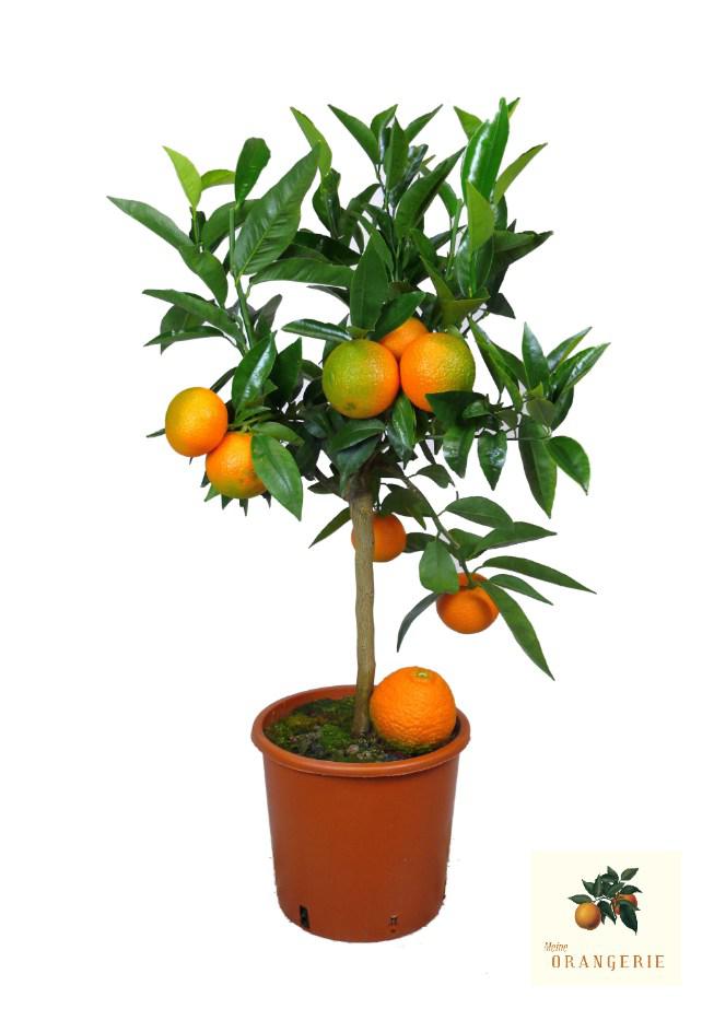 Clementinenbaum [Mezzo] - Citrus clementina / Citrus reticulata 'Clementine'