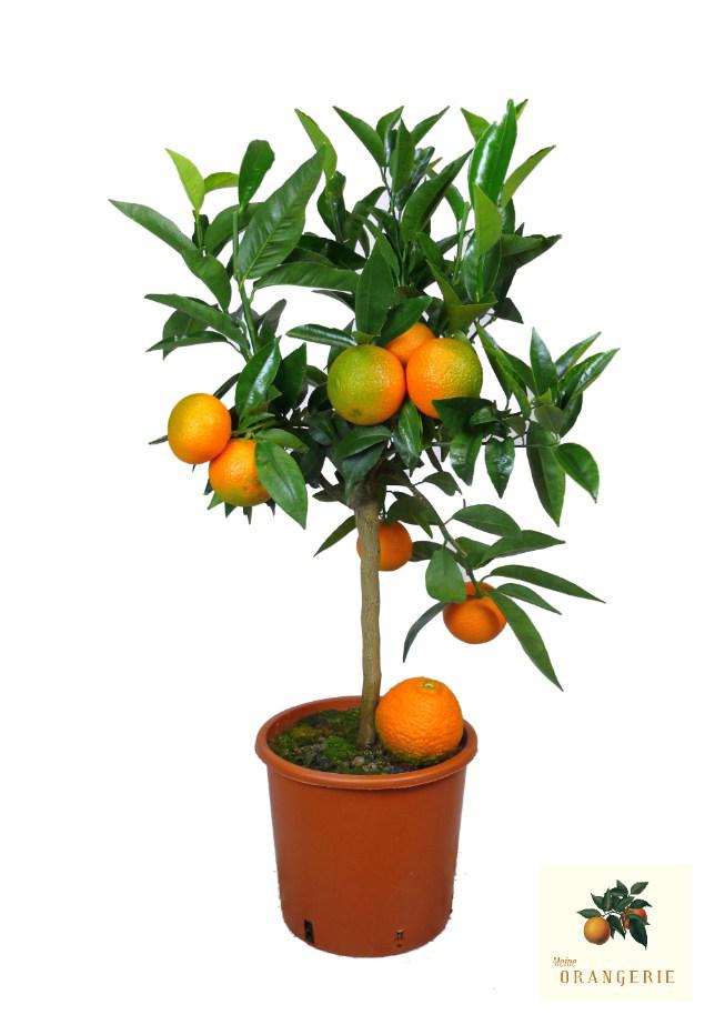 Clementinenbaum - Citrus clementina - Citrus reticulata 'Clementine'