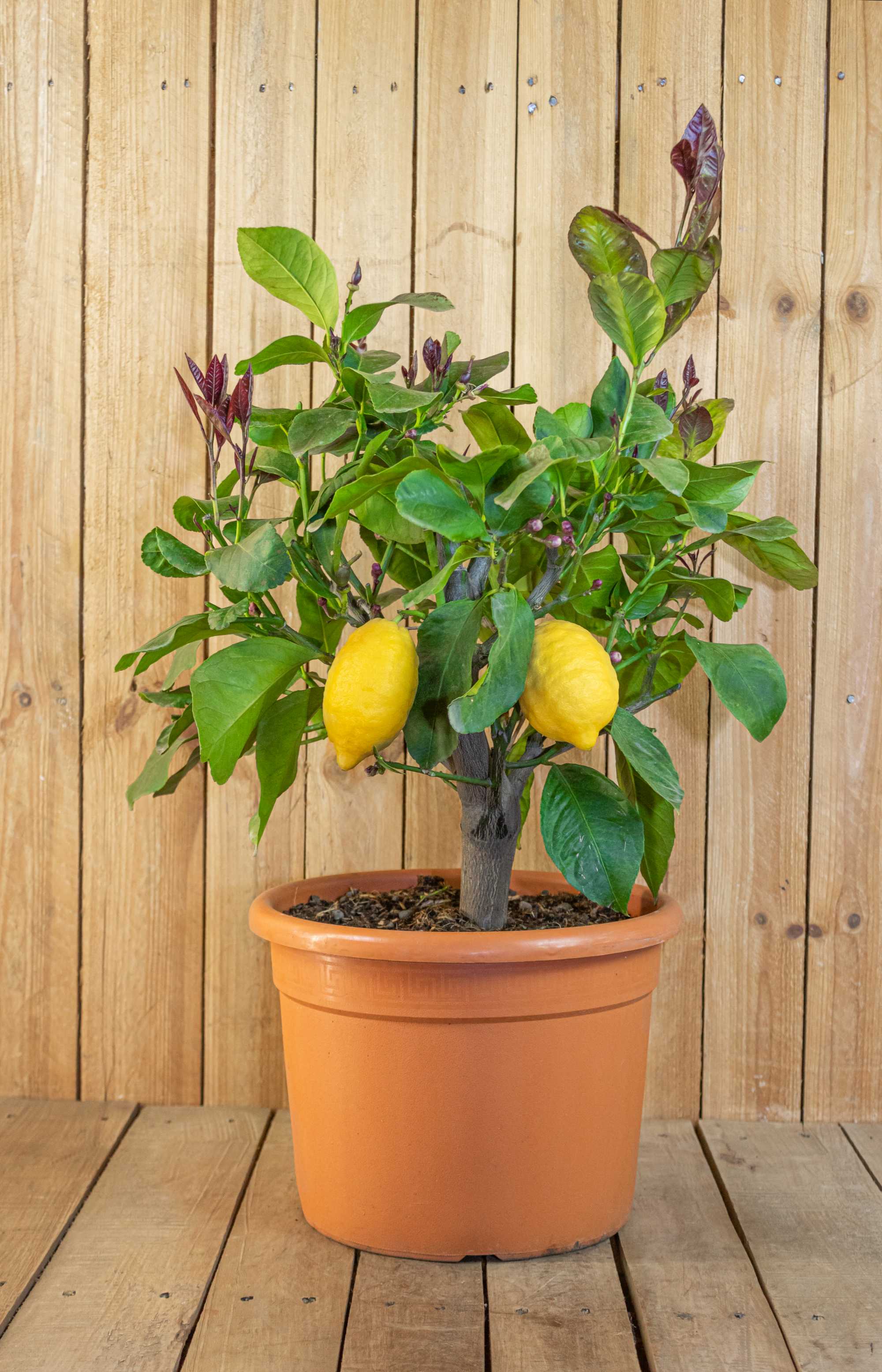 Zitronenbaum Halbstamm - Citrus limon - echte Zitrone