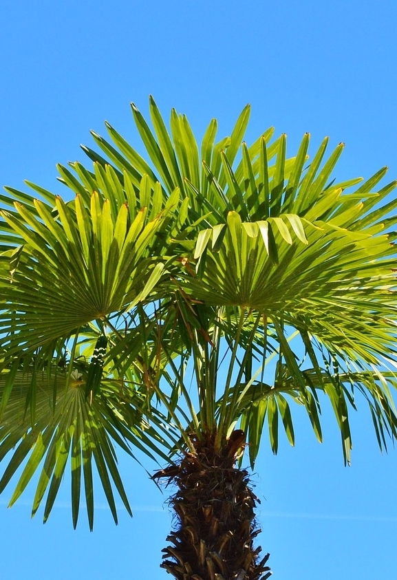 Palme Trachycarpus "Mezzo"