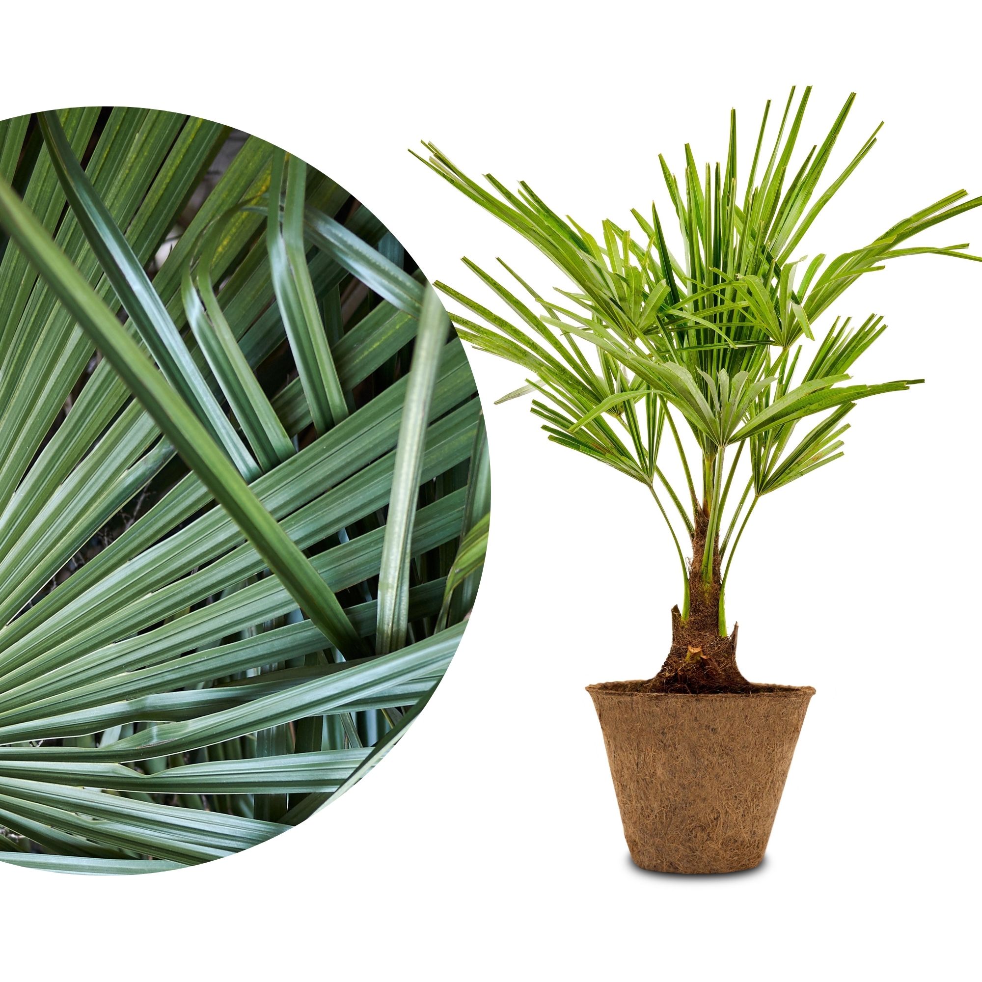 Palme Trachycarpus im Coco-Pot - winterharte Chinesische Hanfpalme im umweltfreundlichen Kokostopf