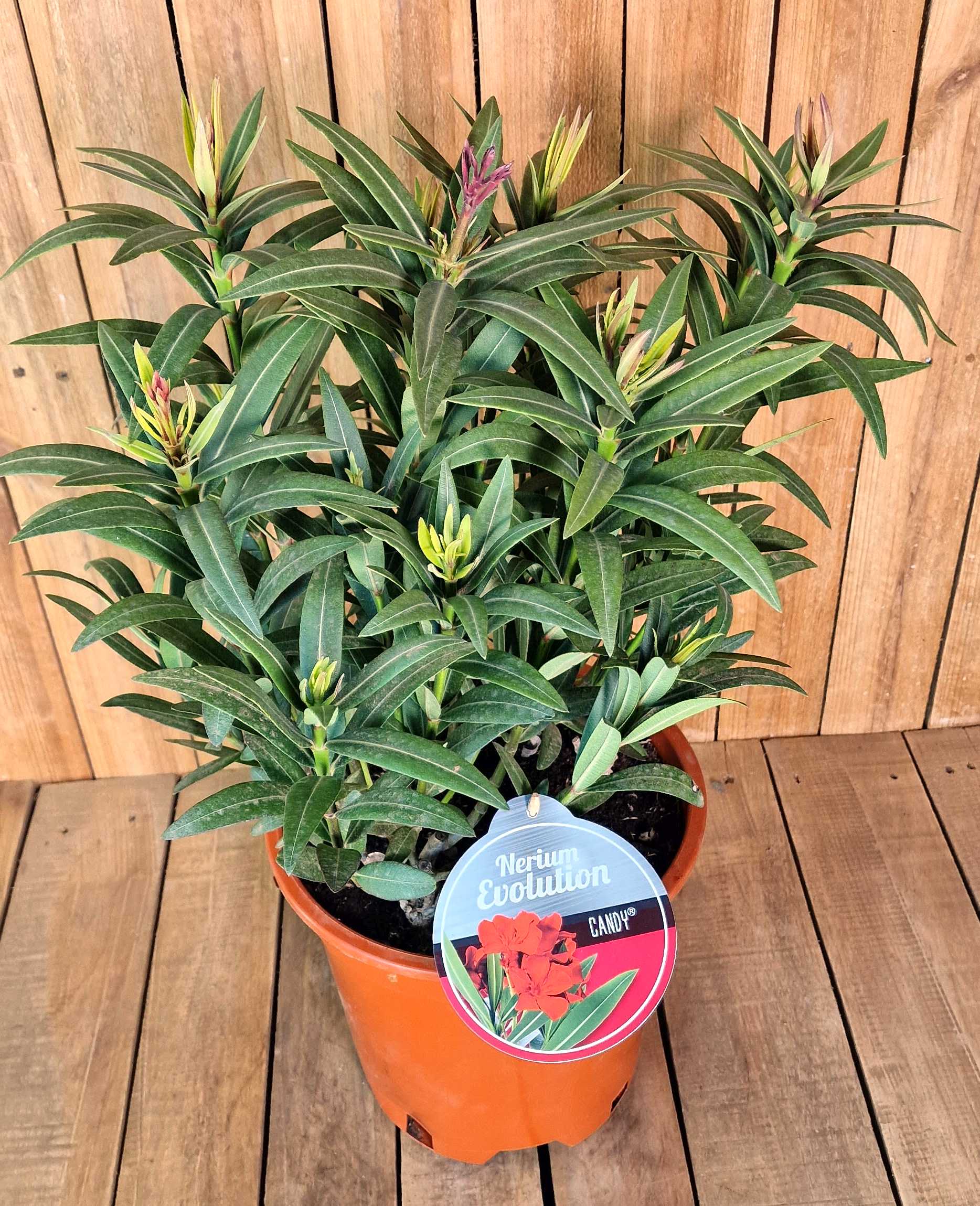 Roter Oleander - Nerium Evolution "Candy" - Busch [MEZZO]