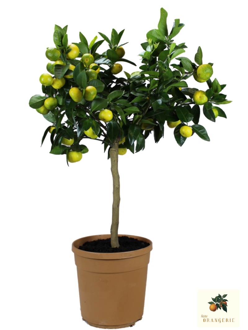 Römische Süßlimette - Pursha-Limette