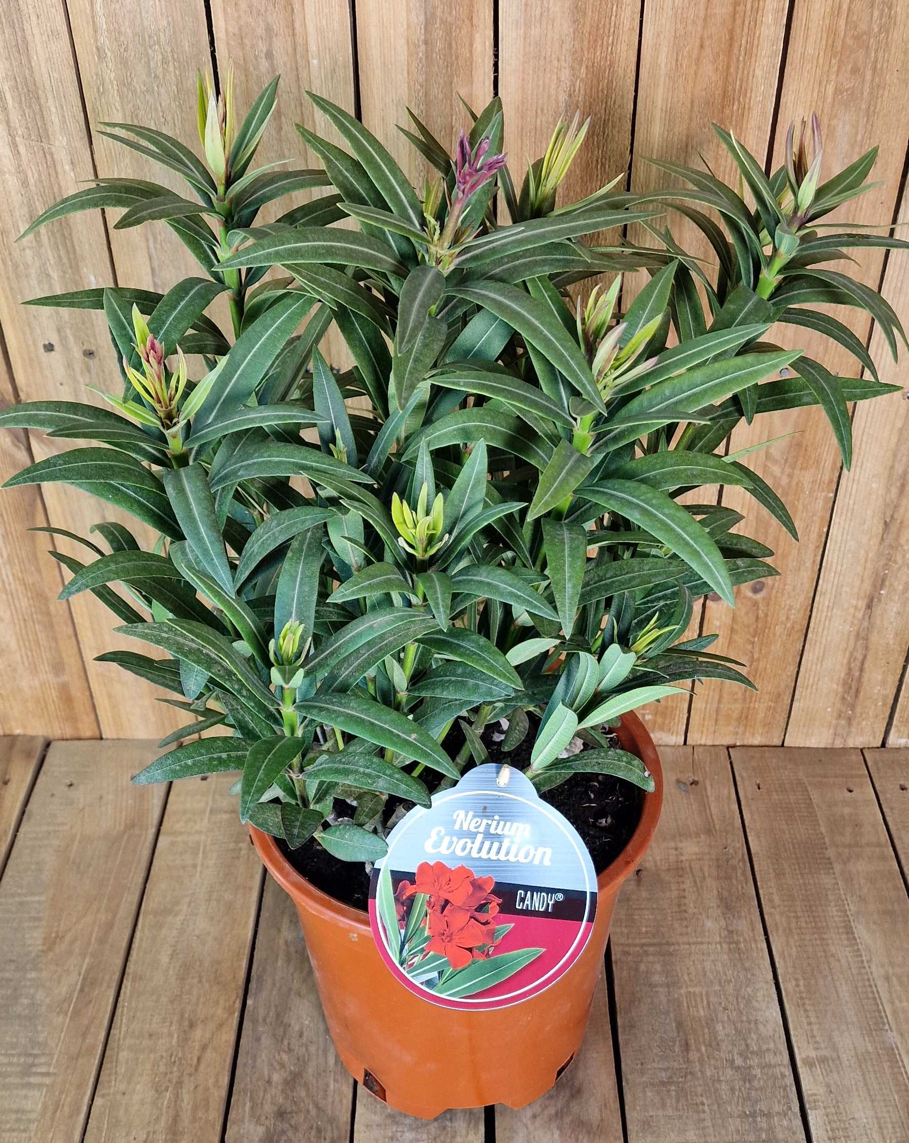 Roter Oleander - Nerium Evolution "Candy" - Busch [MEZZO]