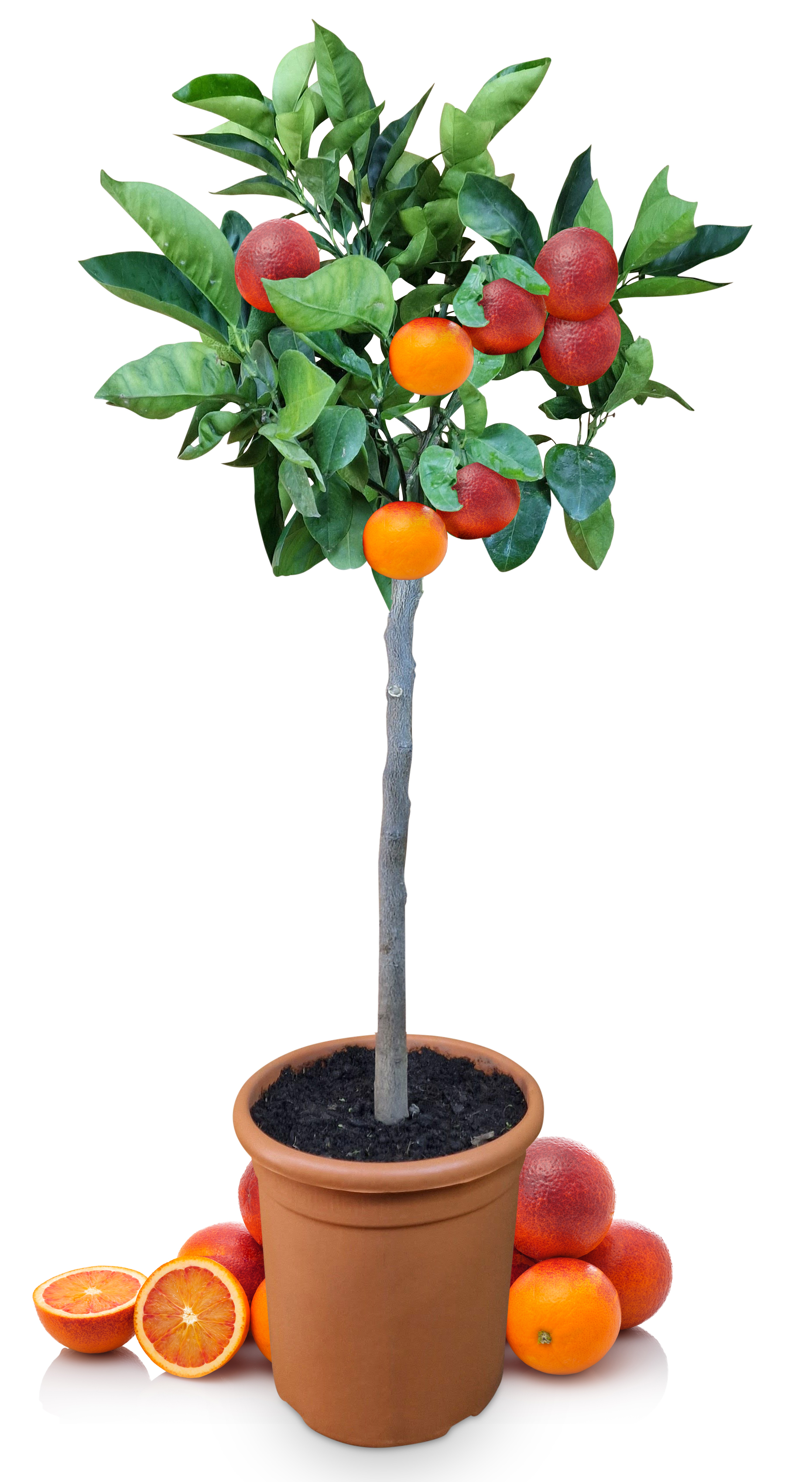 Blutorangenbaum Moro [GRANDE] - Citrus Sinensis 'Moro'
