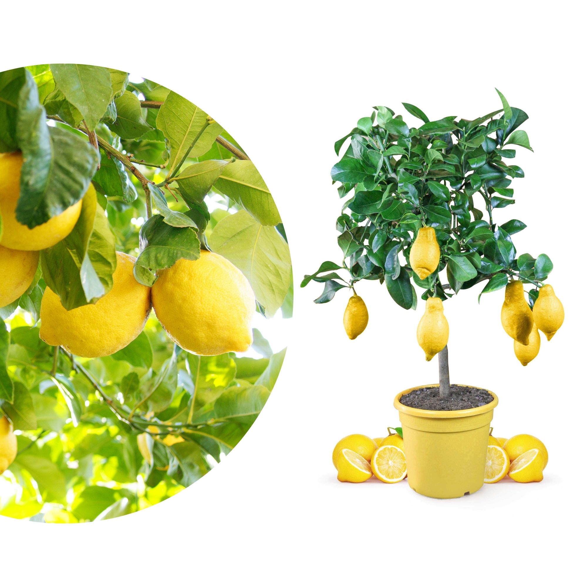 Zitronenbaum  - Citrus Limon - echte Zitrone Zitronenbaum  - Citrus Limon - echte Zitrone