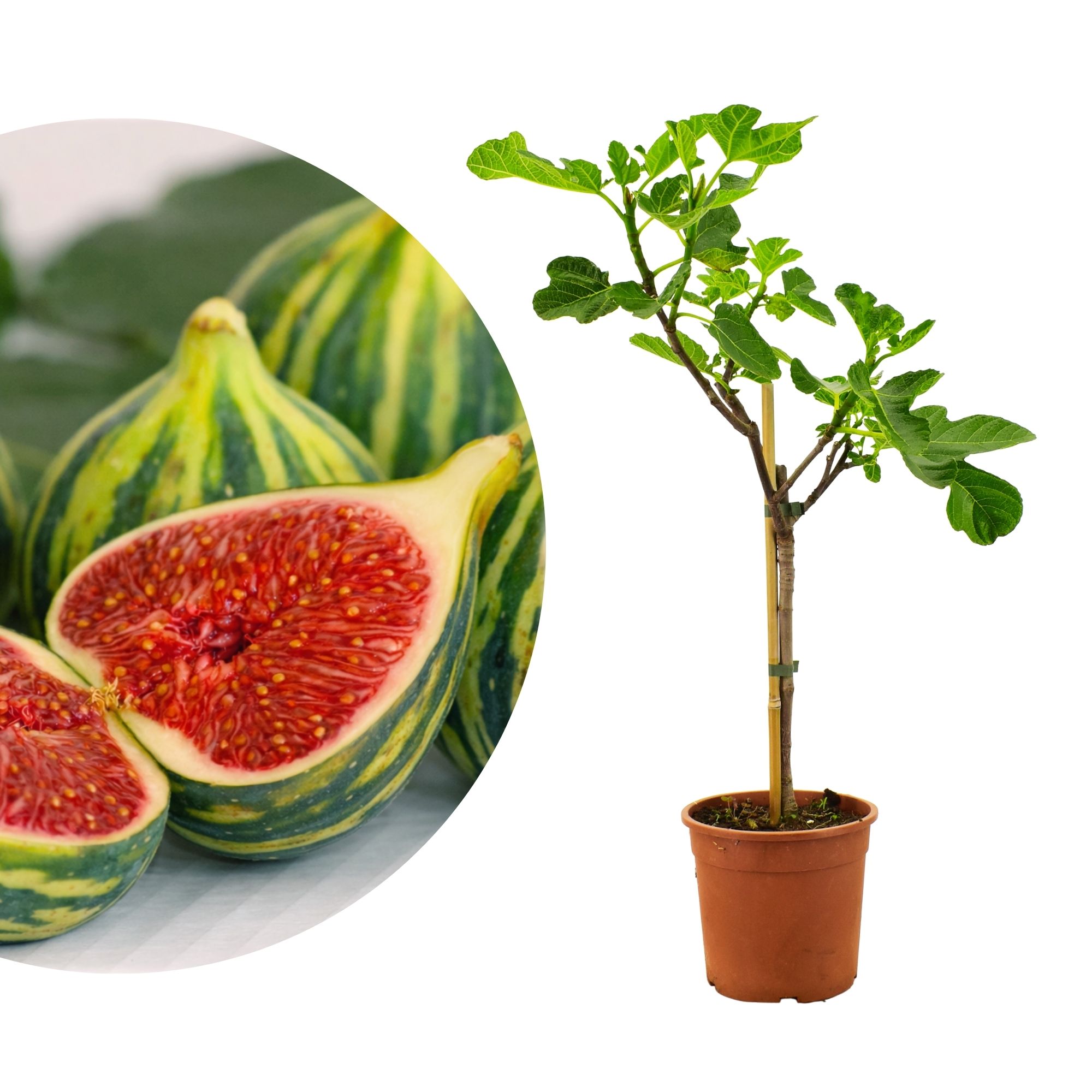 Feige Stämmchen Panaché - Ficus Carica "Variegata"