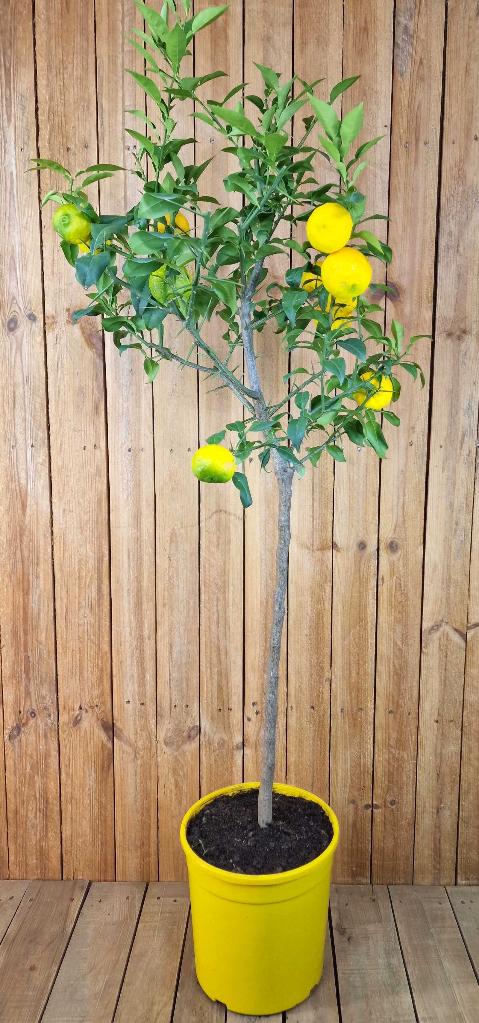 Yuzu [Grande] - Citrus junos -  'Citrus ichangensis × Citrus reticulata'