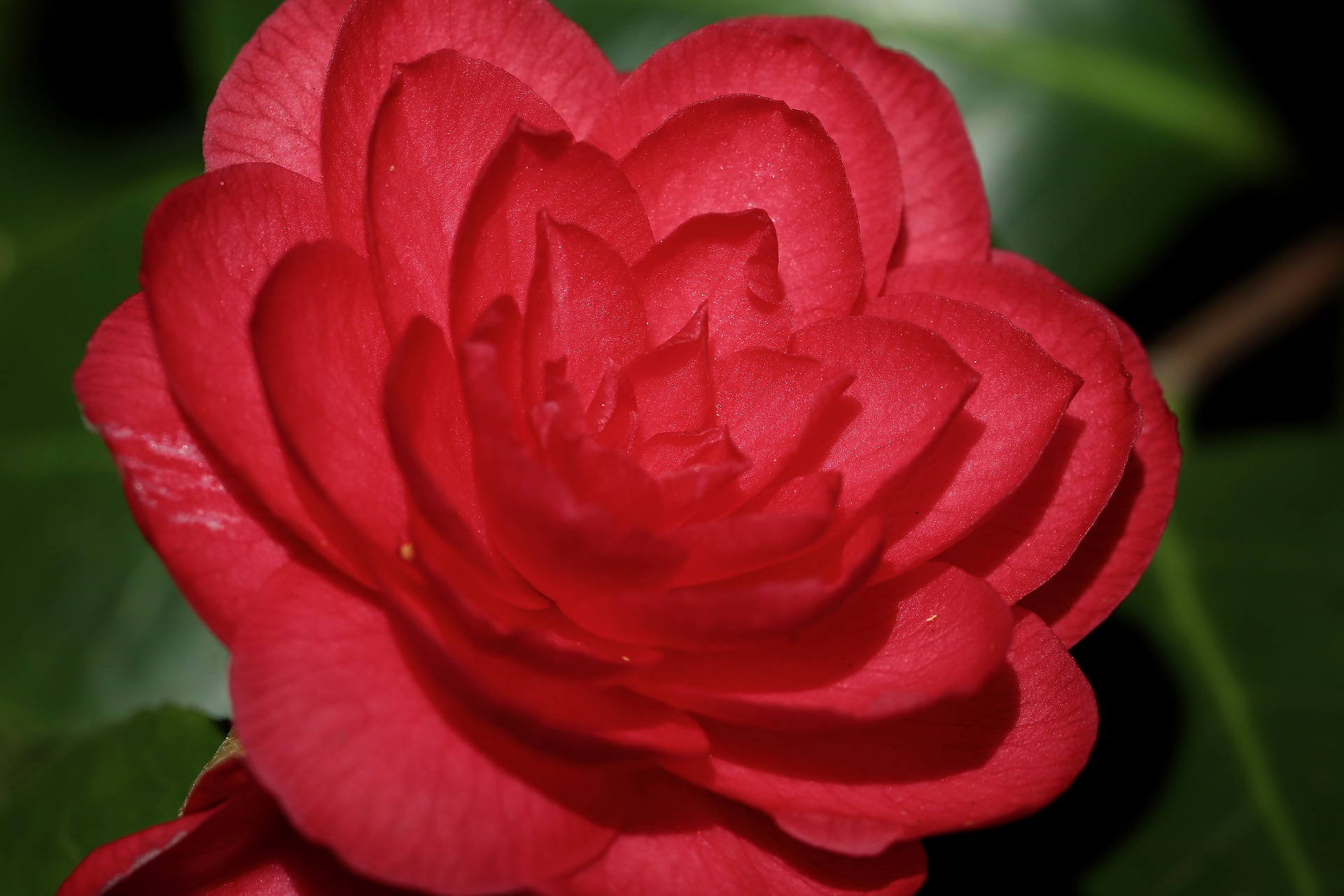 [RESTPOSTEN] Kamelie "Mezzo" Rojo Oscuro