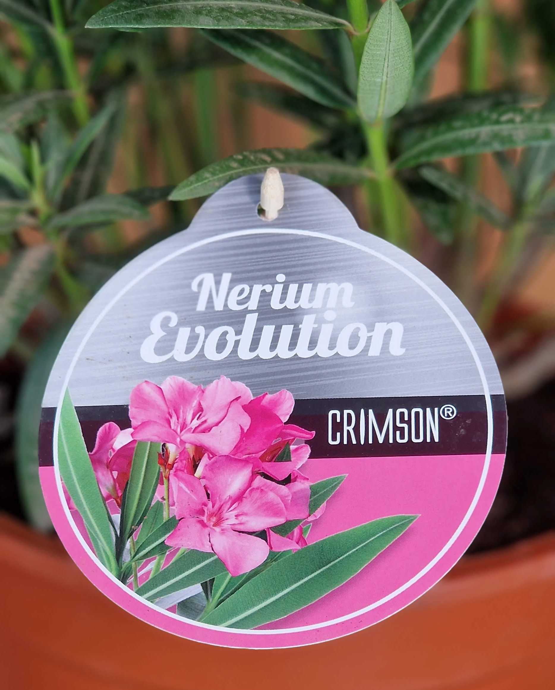 Rosa Oleander - Nerium Evolution "Crimson" - [MEZZO]