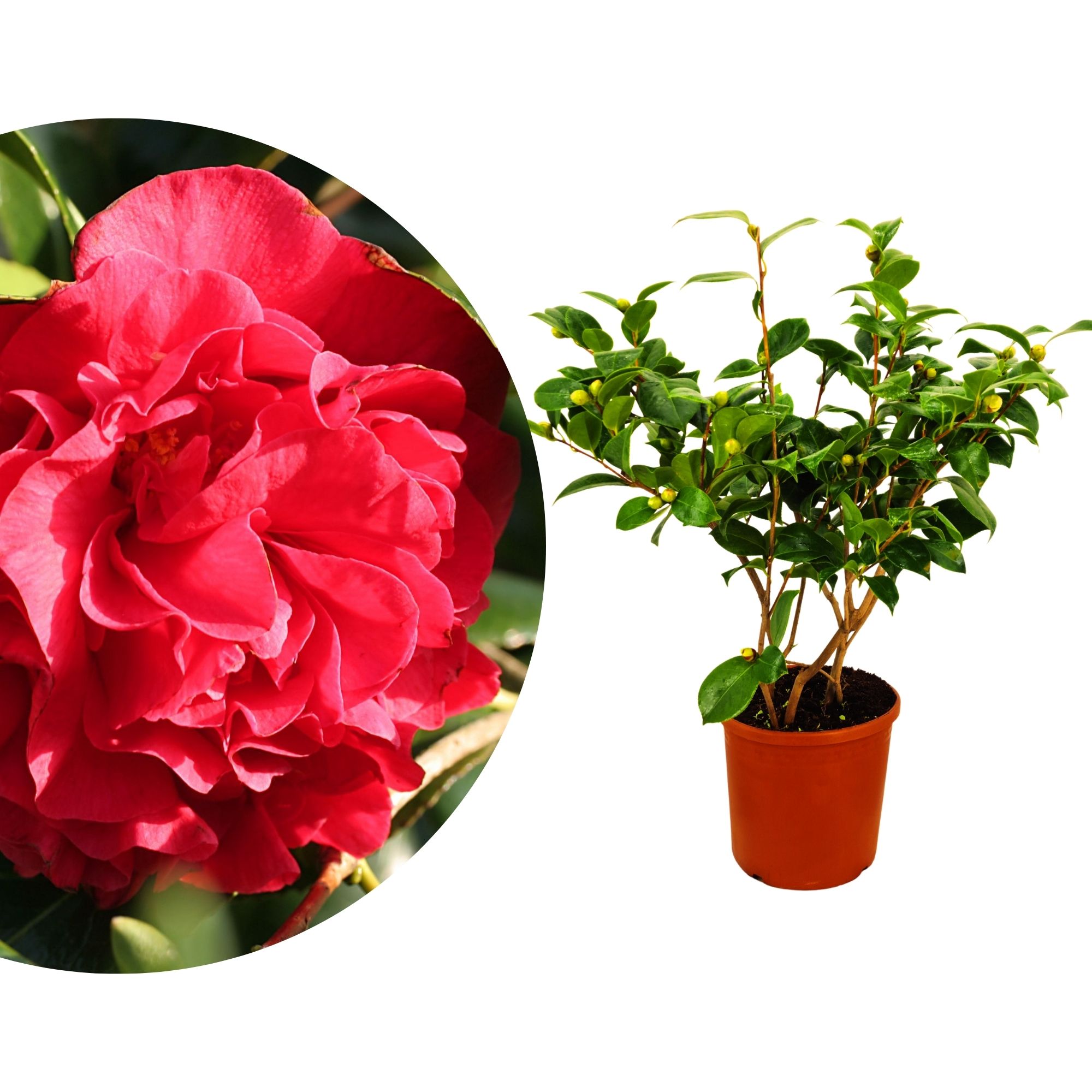 Kamelie [Mezzo] Mrs. Charles Cobb