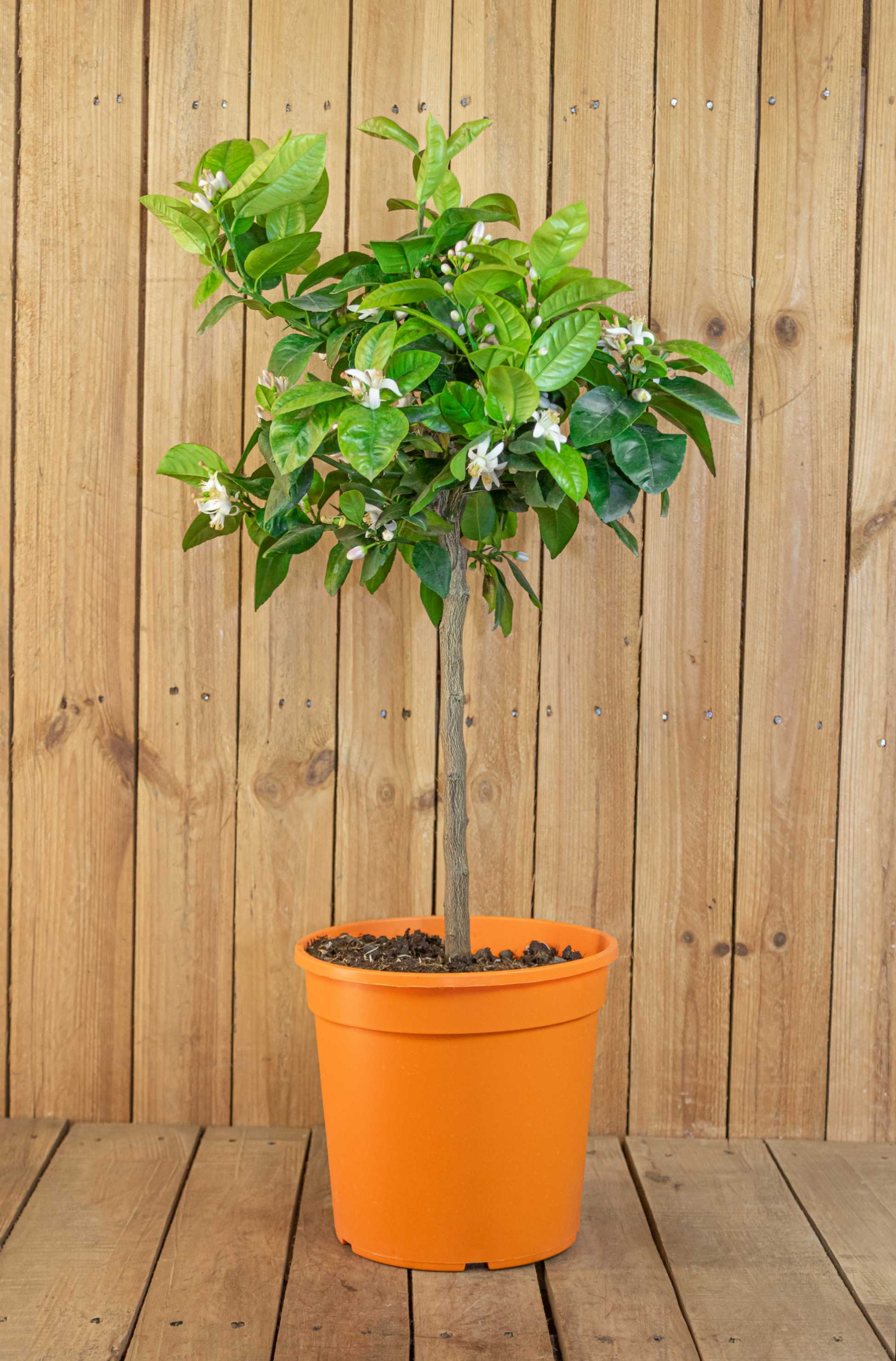 Orangenbaum 'Arcobal' - Citrus Sinensis 'Arcobal' - Regenbogen Orange