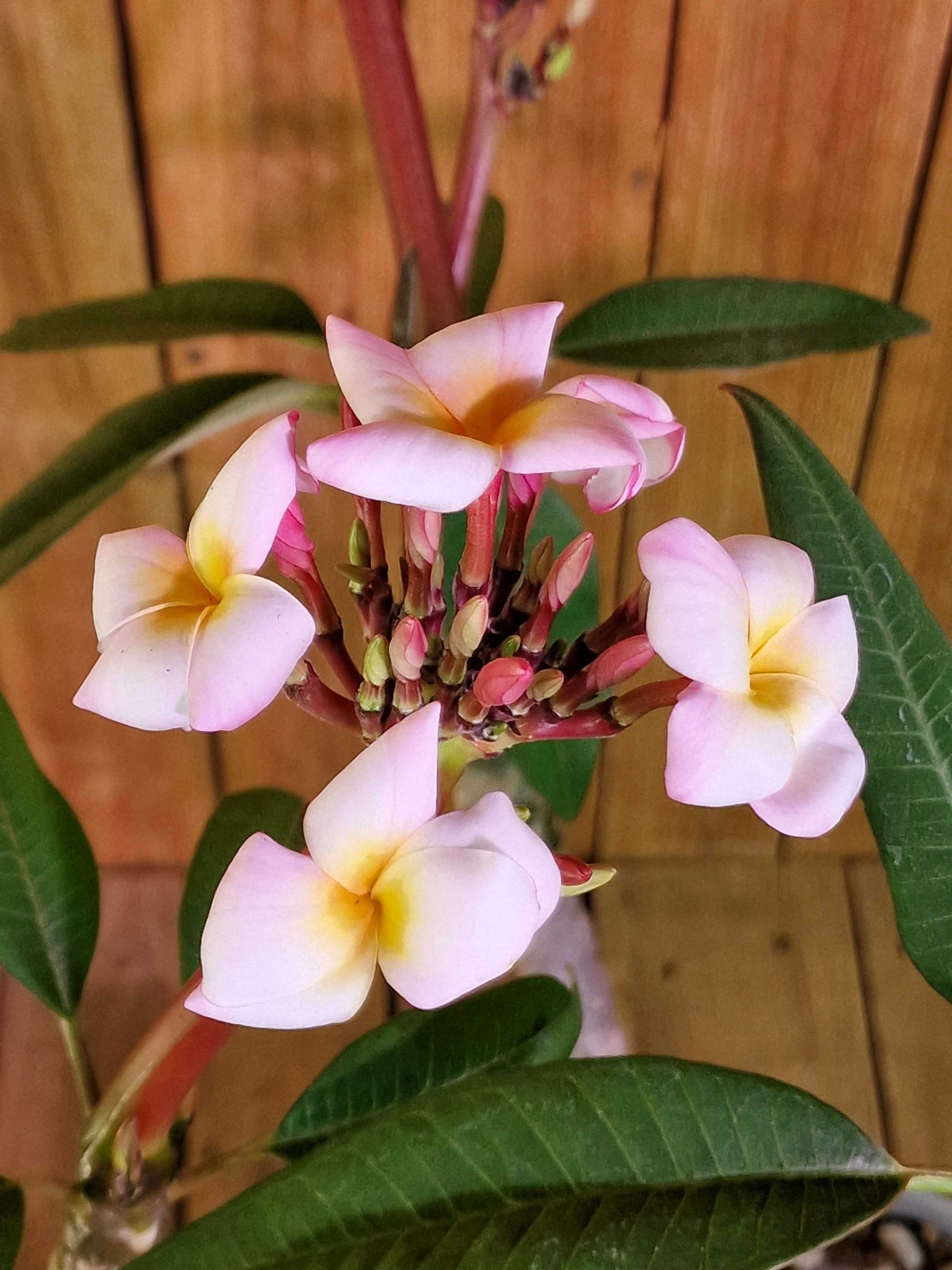 Frangipani "Mini White" Ø 20  - Plumeria rubra - Pomelia