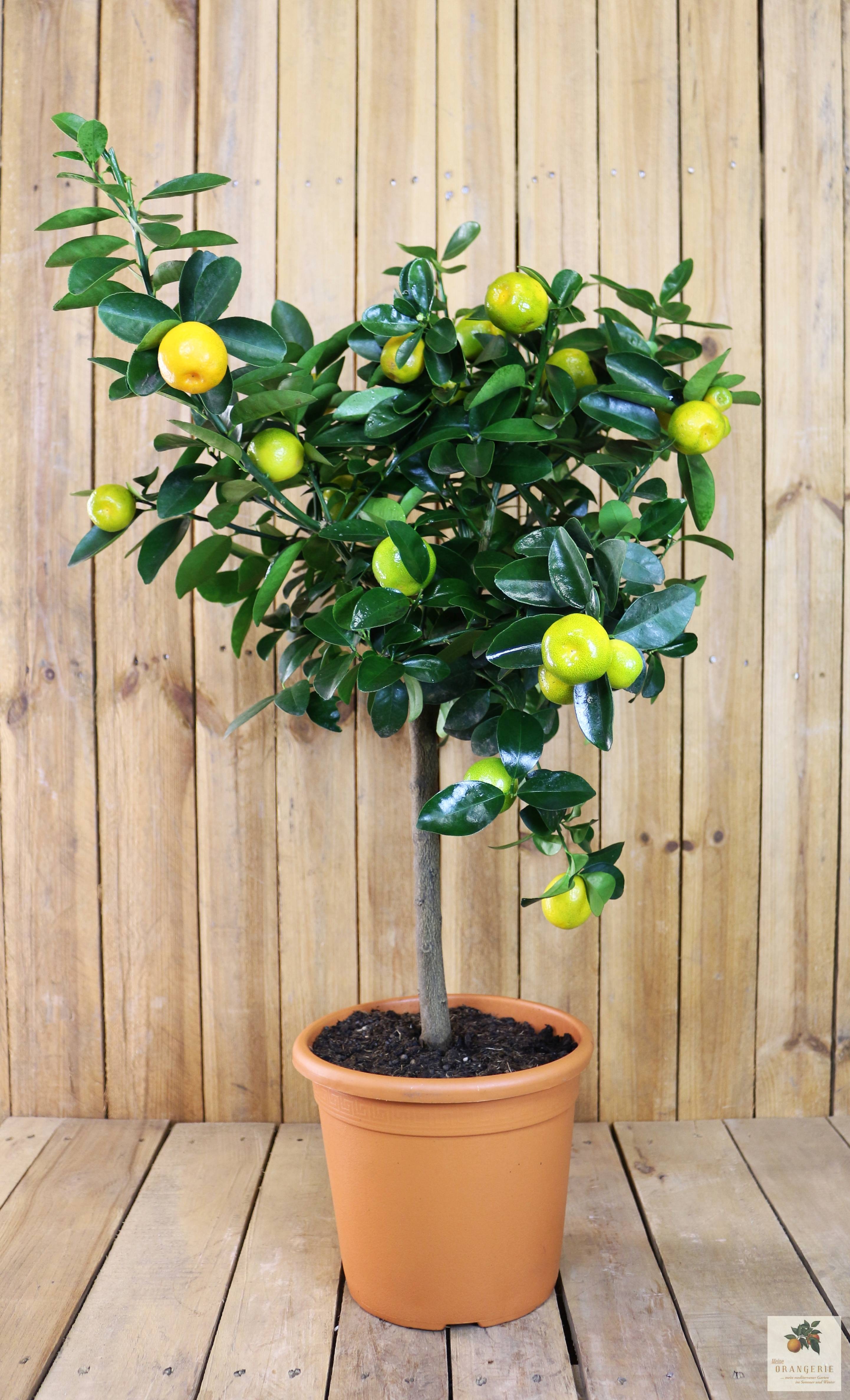 Kumquat Obovata "Mezzo"