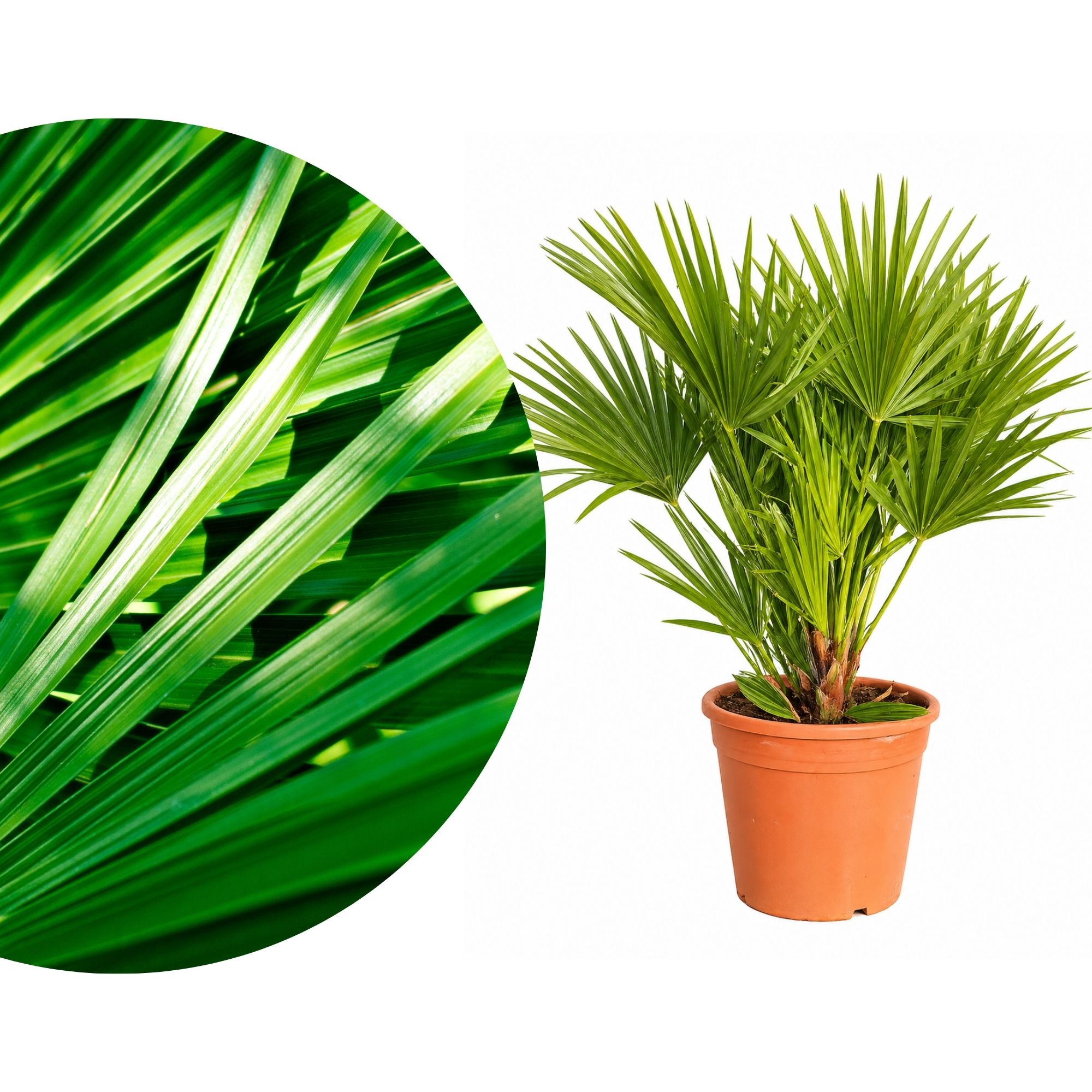 Mittelmeerpalme ‘Siciliana’ [Mezzo] - Zwergpalme - Chamaerops humilis ‘Siciliana’