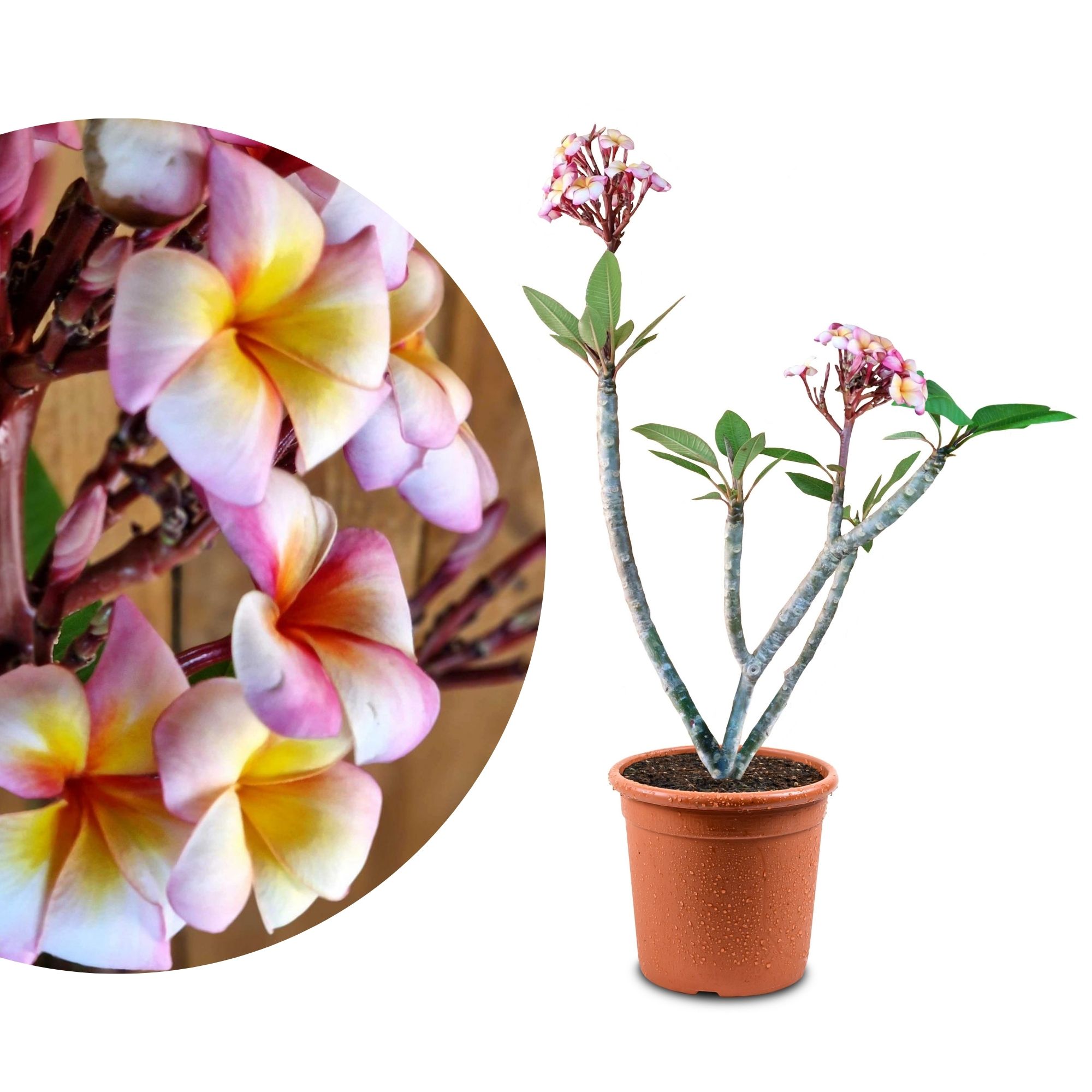 Frangipani "Thumalina" Ø 20  - Plumeria rubra - Pomelia