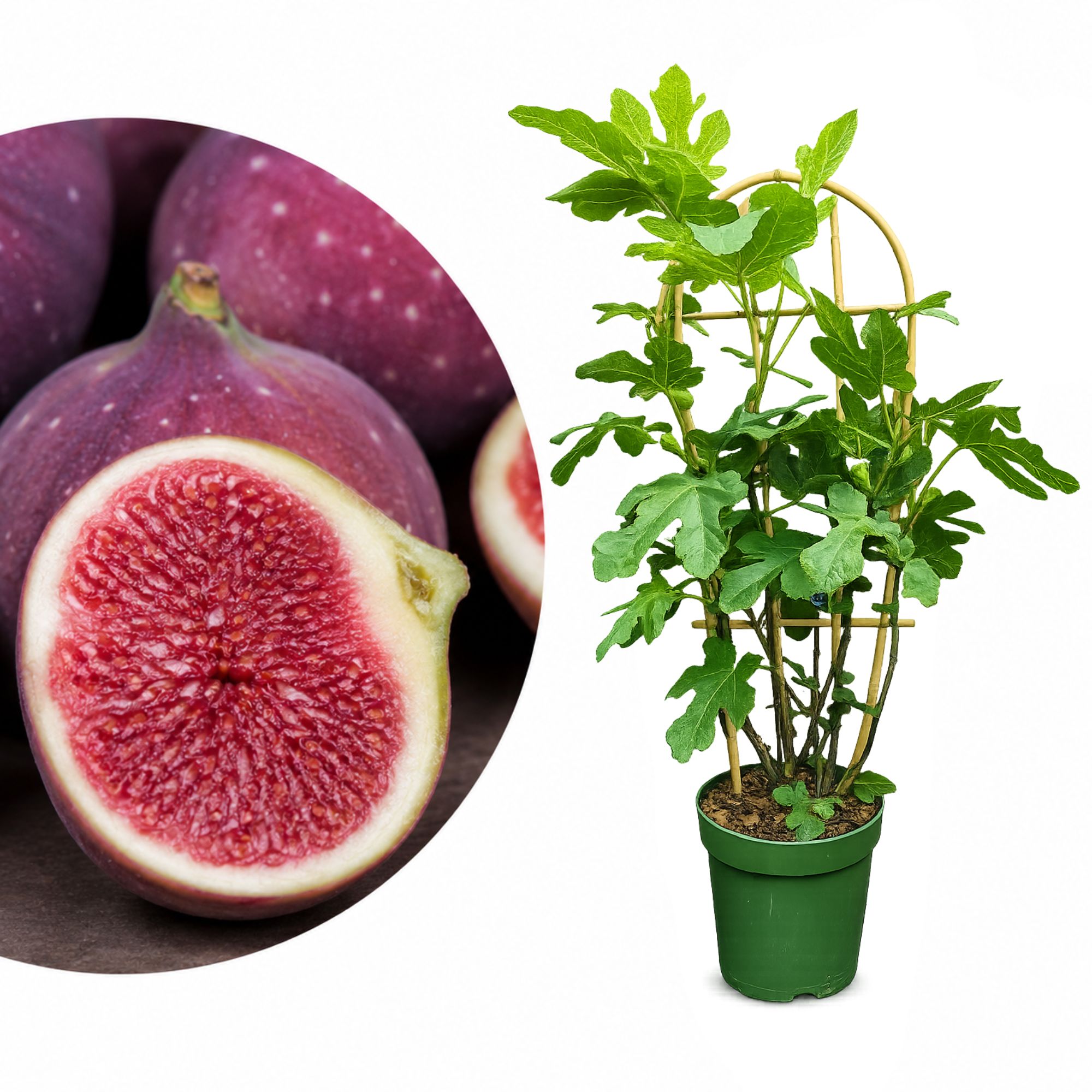 BIO Feige Stämmchen [Grande] - Ficus carica "Gustissimo Perretta"